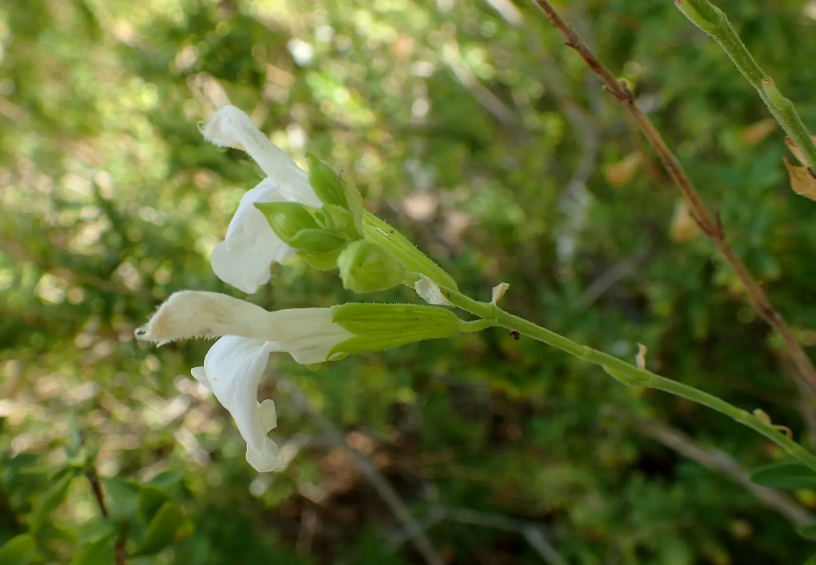 Autumn Sage (Salvia Greggii) — or white hues from spring to frost