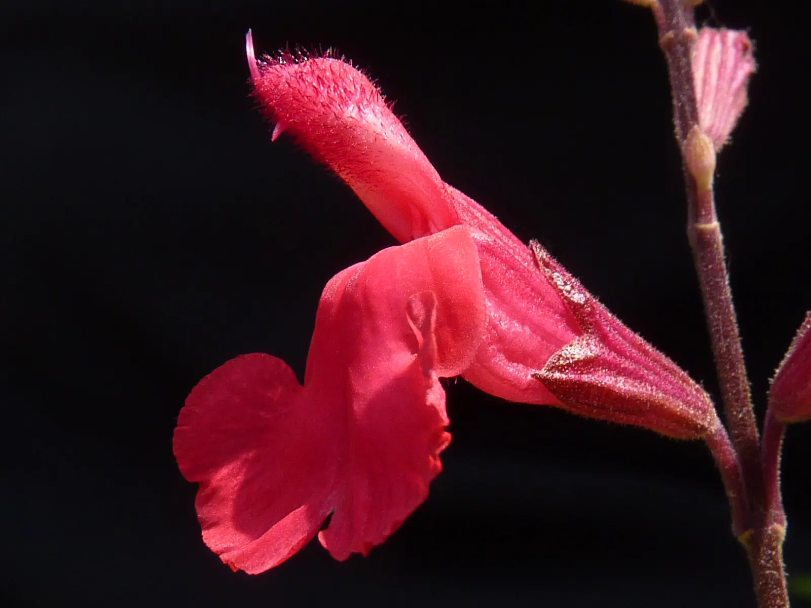 Autumn Sage (Salvia Greggii) — It flourishes to a height of 2-3 ft with a similar spread