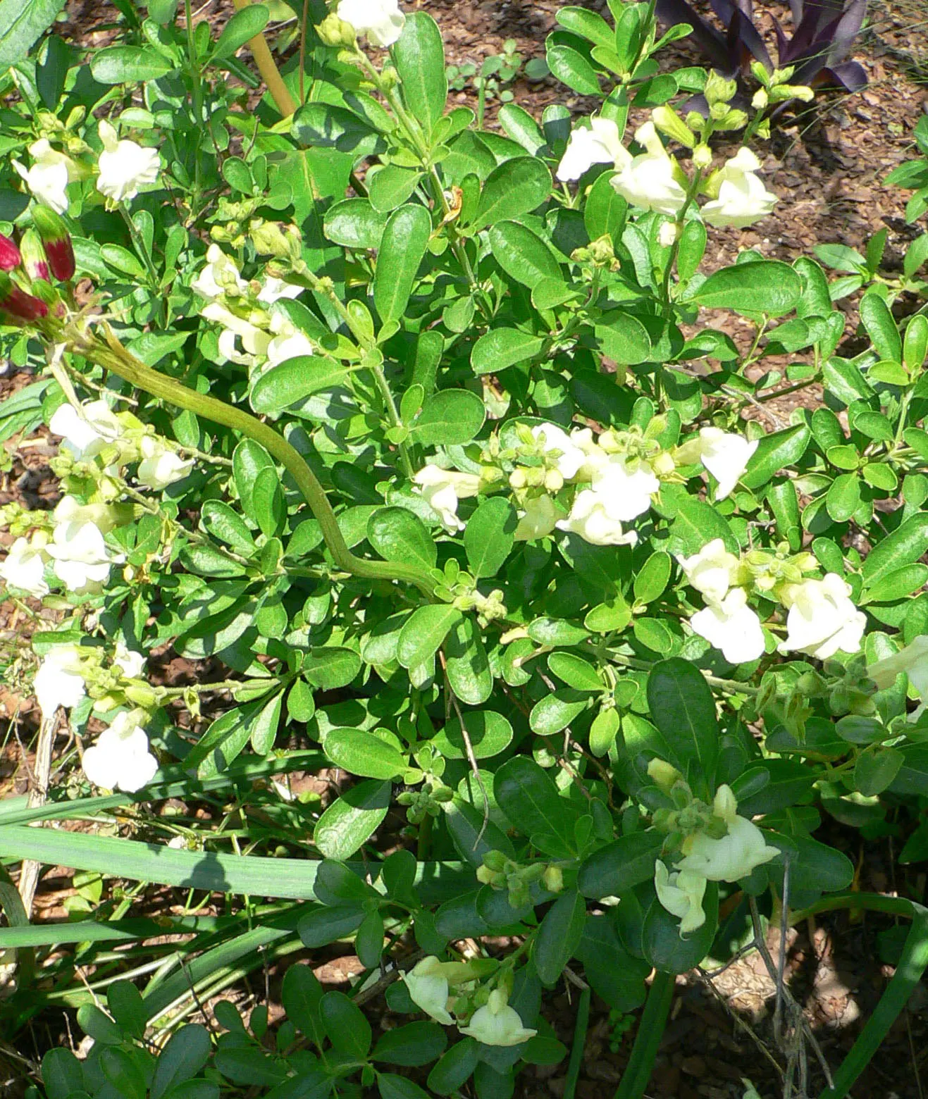 Autumn Sage (Salvia Greggii) — It should be planted in well-draining soil