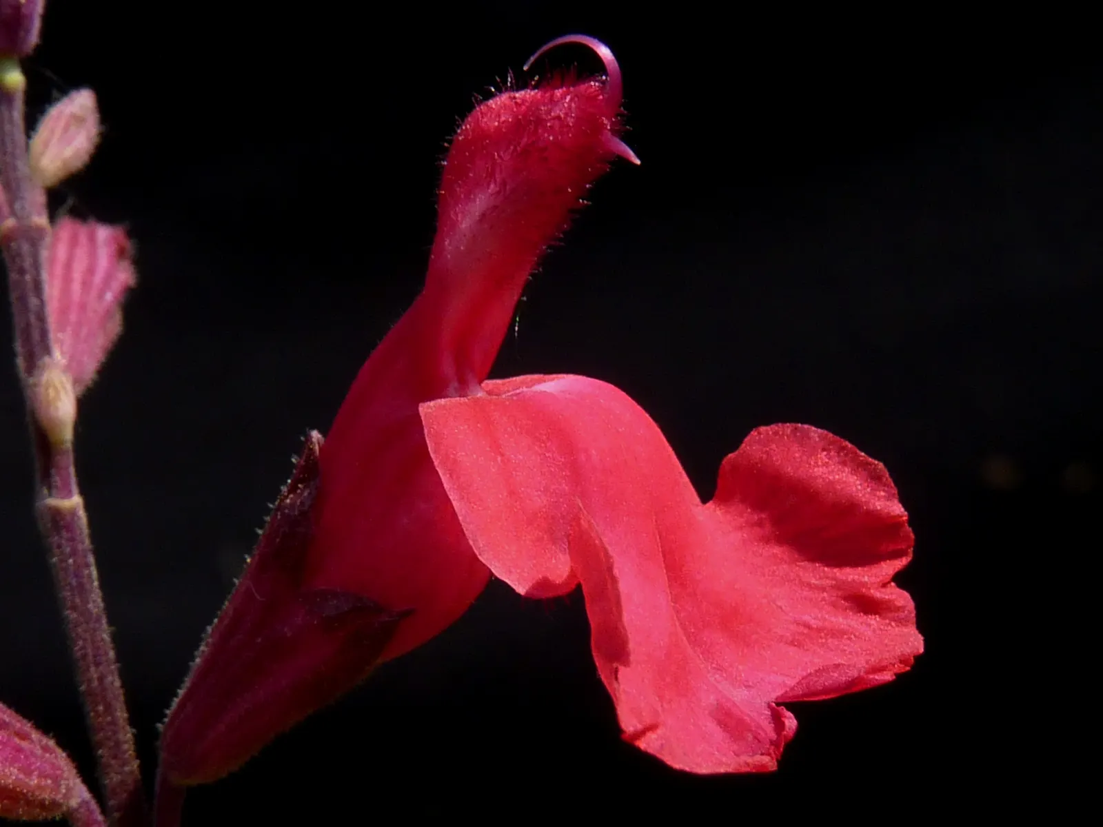 Autumn Sage (Salvia Greggii) — native to Texas and Mexico; or white hues from spring to frost