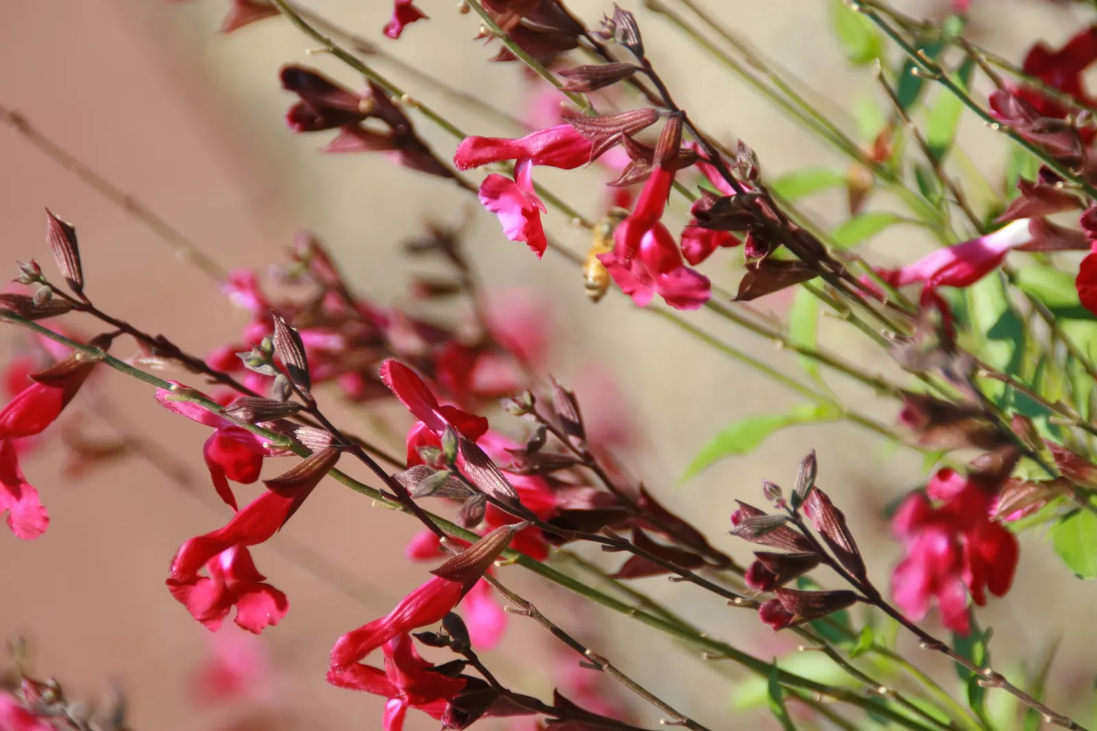 Autumn Sage (Salvia Greggii) — with colors ranging from deep reds and pinks to purples