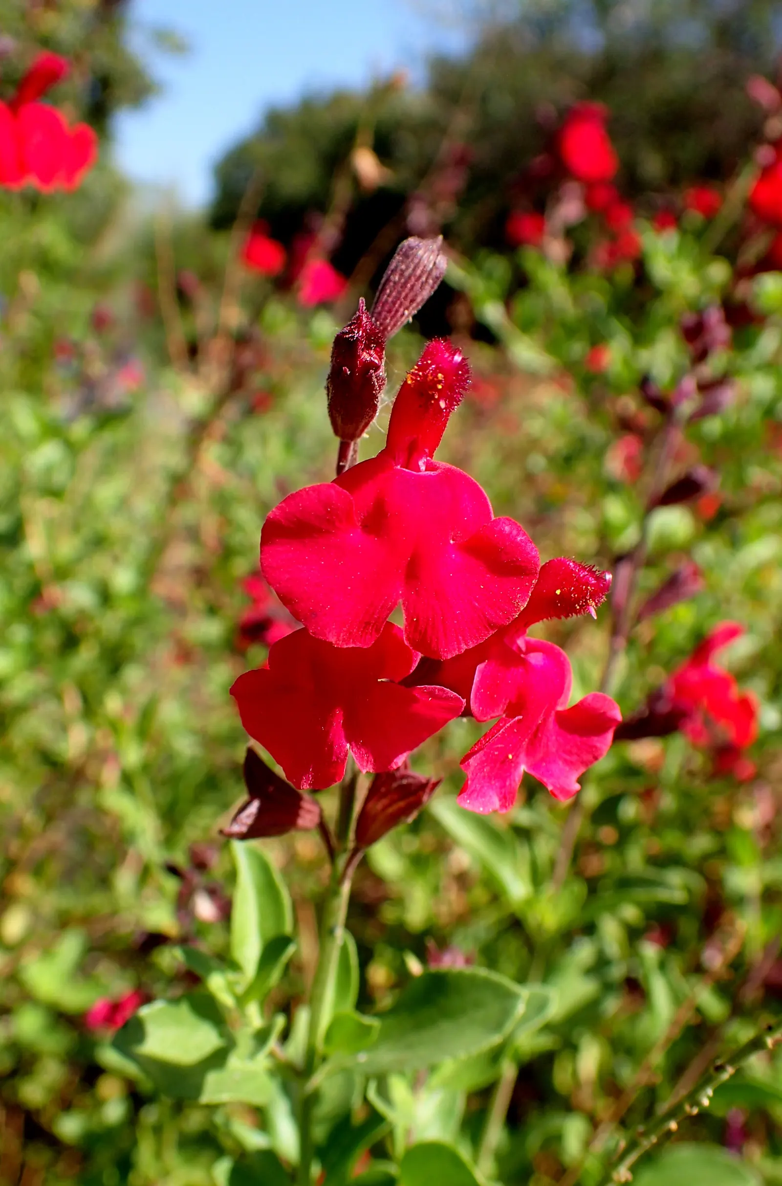 Autumn Sage (Salvia Greggii) — Ideal for borders, rock gardens, and xeriscaping