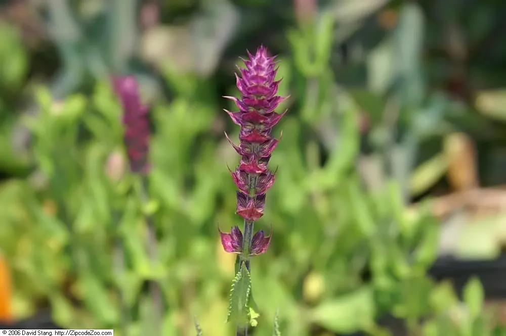 Autumn Sage (Salvia Greggii) — low-maintenance plant prefers full sun and well-drained soil
