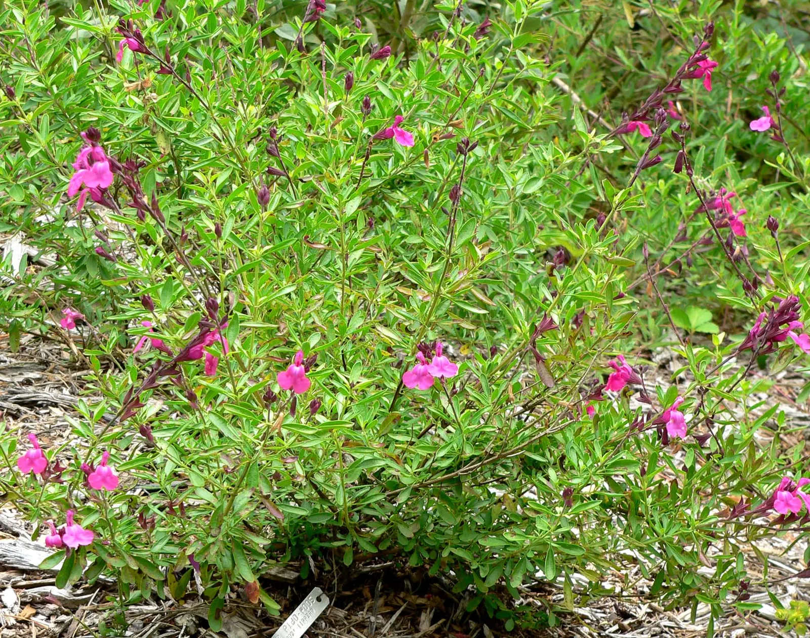 Autumn Sage (Salvia Greggii) — Throughout the growing season; or white hues from spring to frost