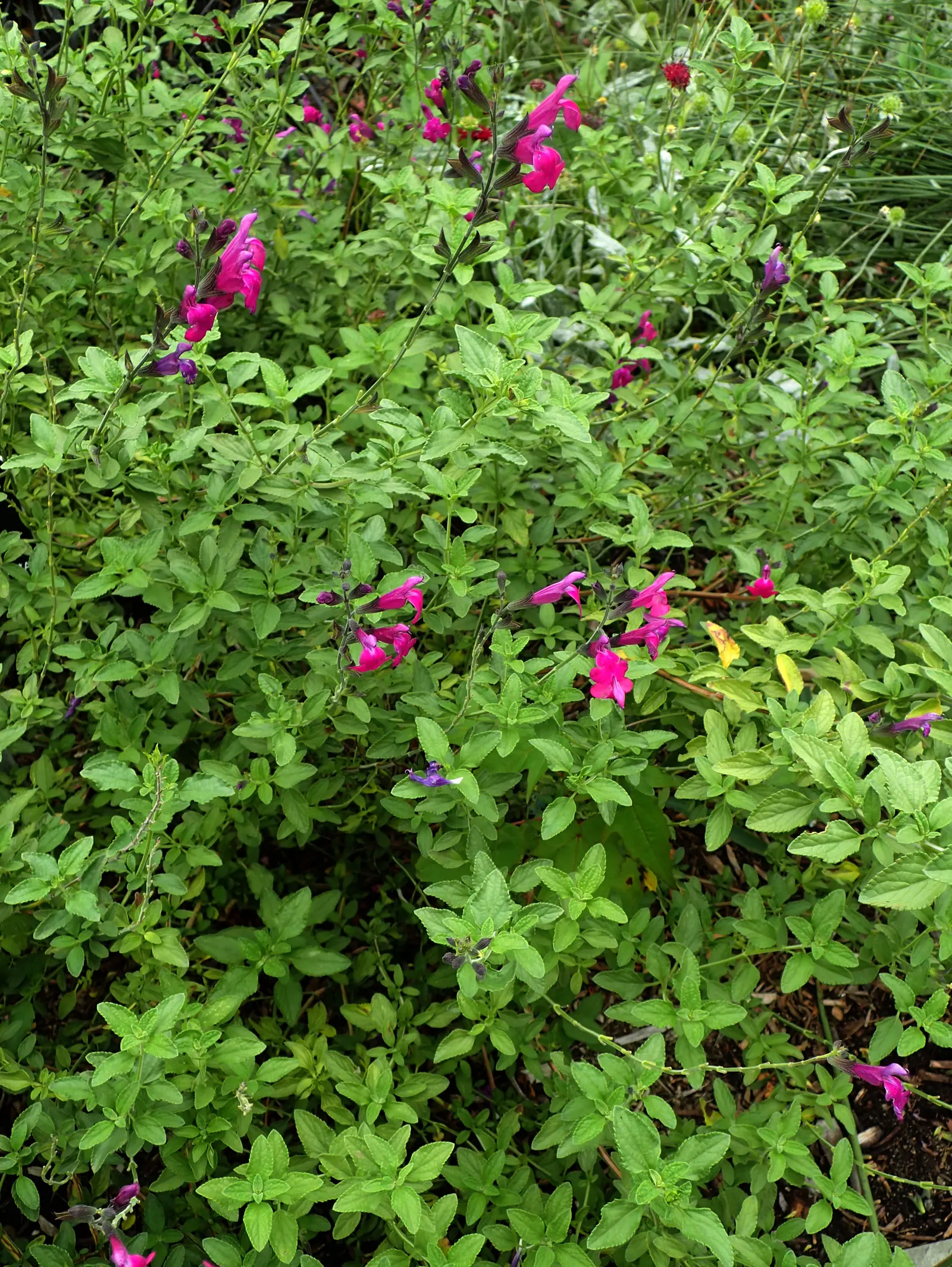 Autumn Sage (Salvia Greggii) — further enhancing its appeal as a low-maintenance; yet highly rewarding plant for any garden enthusiast