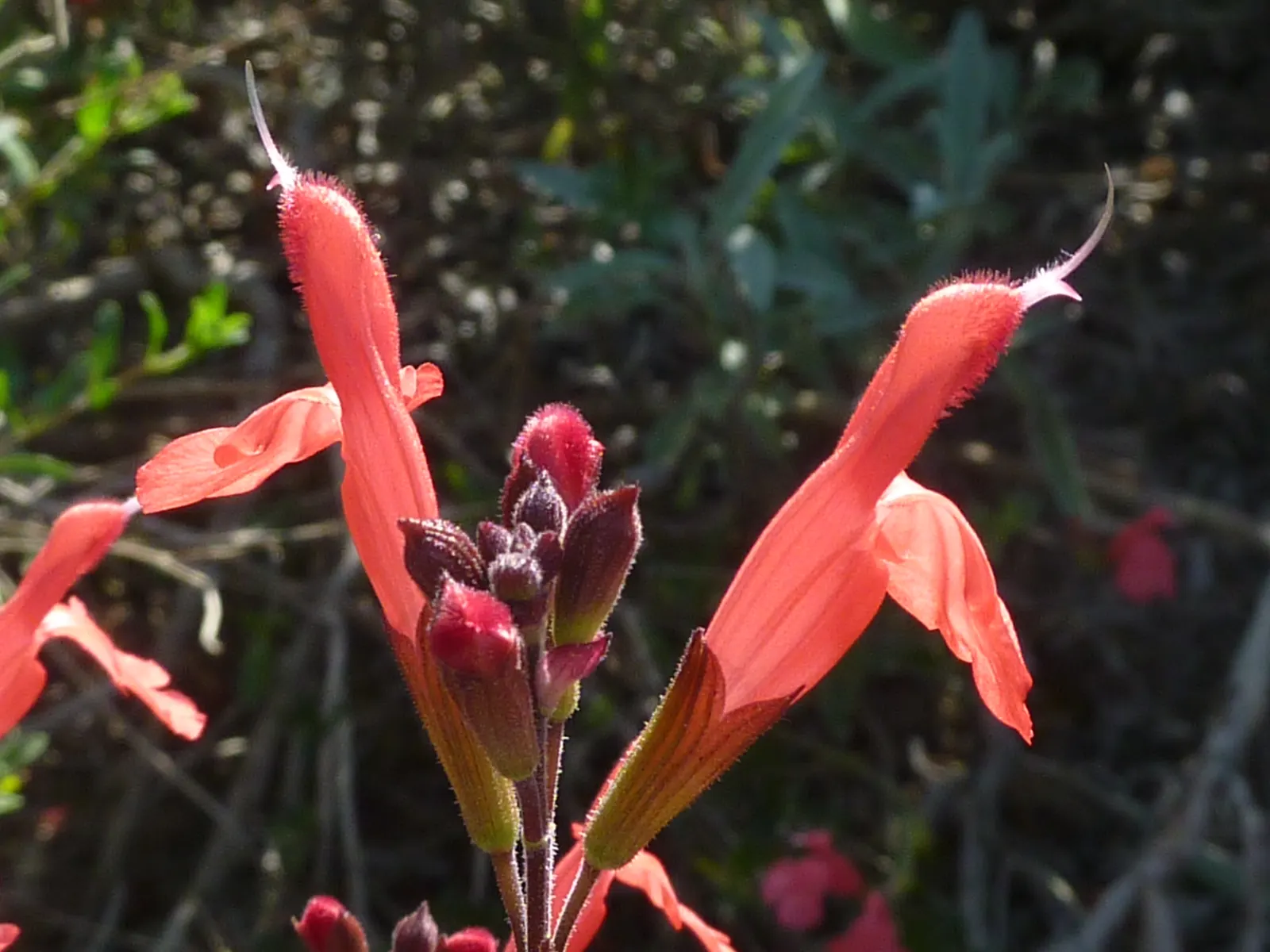 Autumn Sage (Salvia Greggii) — which extends from early spring to the first frost