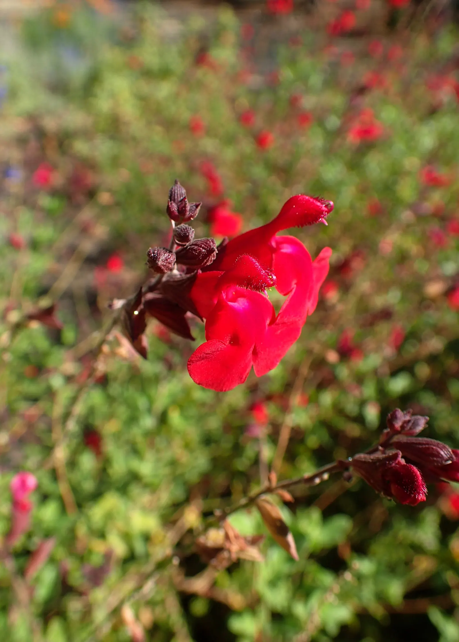 Autumn Sage (Salvia Greggii) — These blossoms are nectar-rich