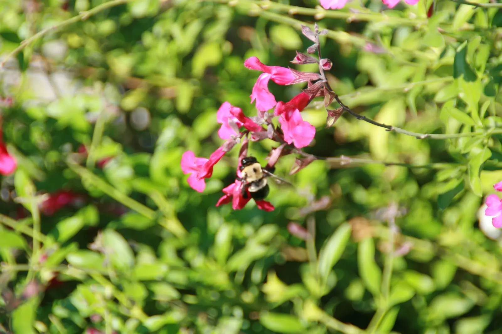 Autumn Sage (Salvia Greggii) — Autumn Sage prefers full sun exposure but can tolerate some light shade