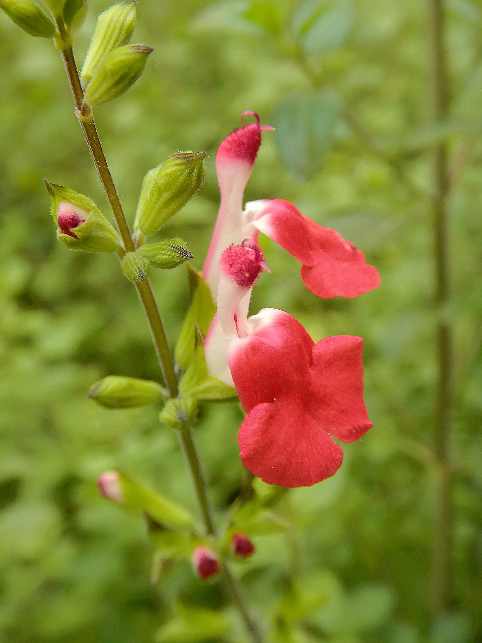 Autumn Sage (Salvia Greggii) — shrub for full or half; yet highly rewarding plant for any garden enthusiast