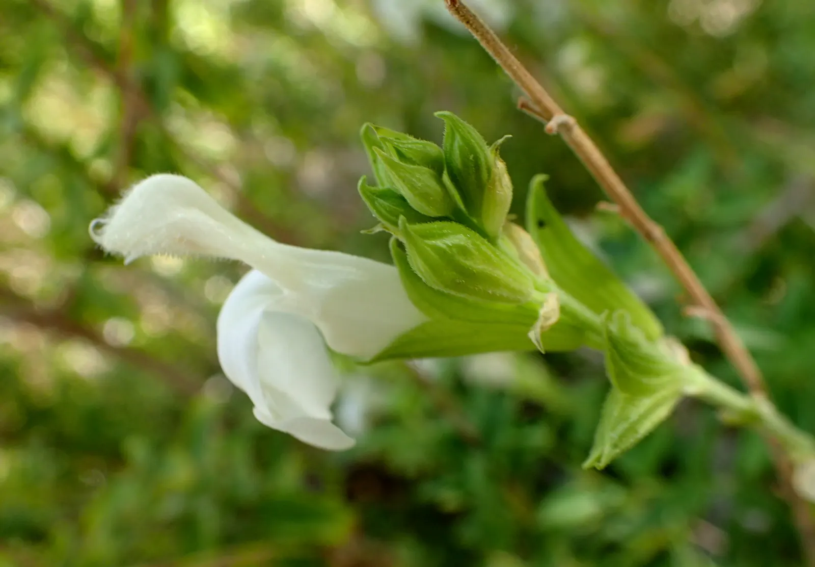 Autumn Sage (Salvia Greggii) — These blossoms are nectar-rich; or white hues from spring to frost