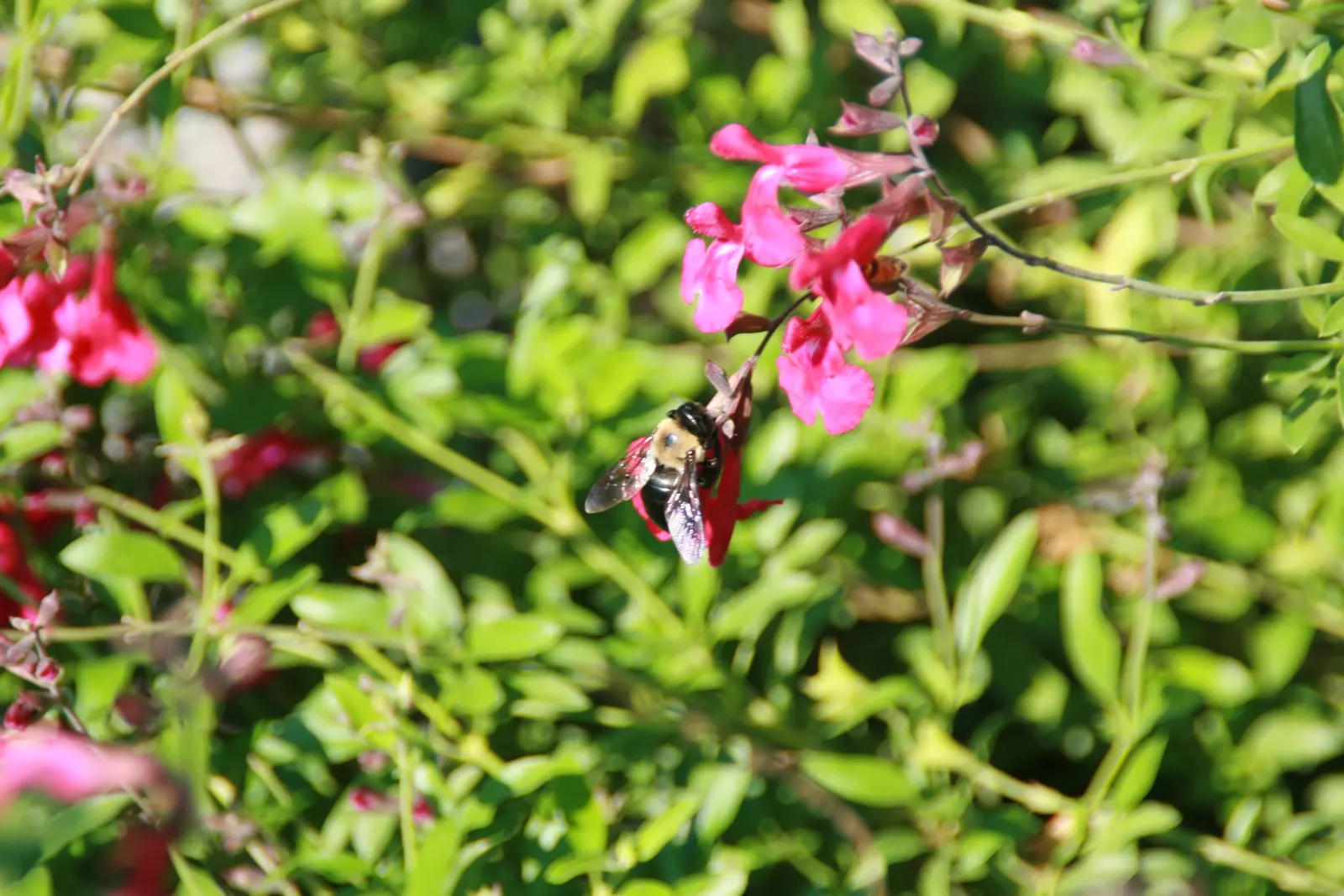 Autumn Sage (Salvia Greggii) — Autumn Sage requires little fertilization; thus promoting pollination.<br><br>For optimal growth