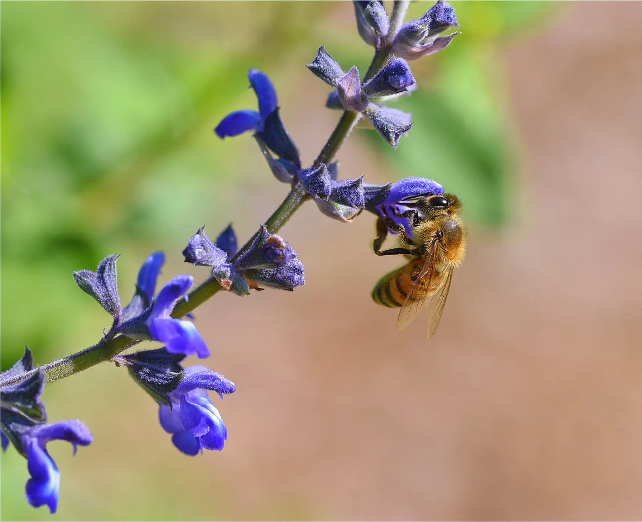 Autumn Sage (Salvia Greggii) — In terms of watering, the rule of thumb after establishment is minimal; about once a week in dry conditions; autumn Sage usually