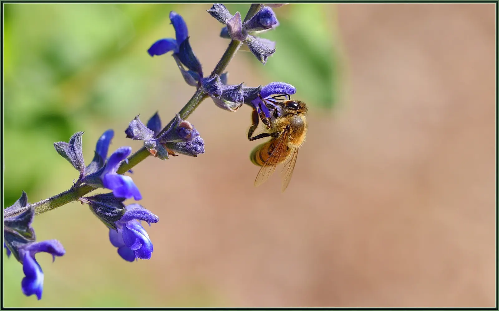 Autumn Sage (Salvia Greggii) — thus promoting pollination.<br><br>For optimal growth
