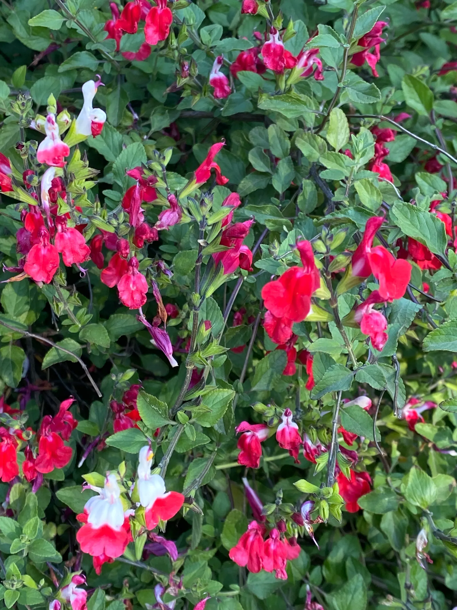 Autumn Sage (Salvia Greggii) — Its leaves are small and aromatic when crushed, offering an additional sensory benefit