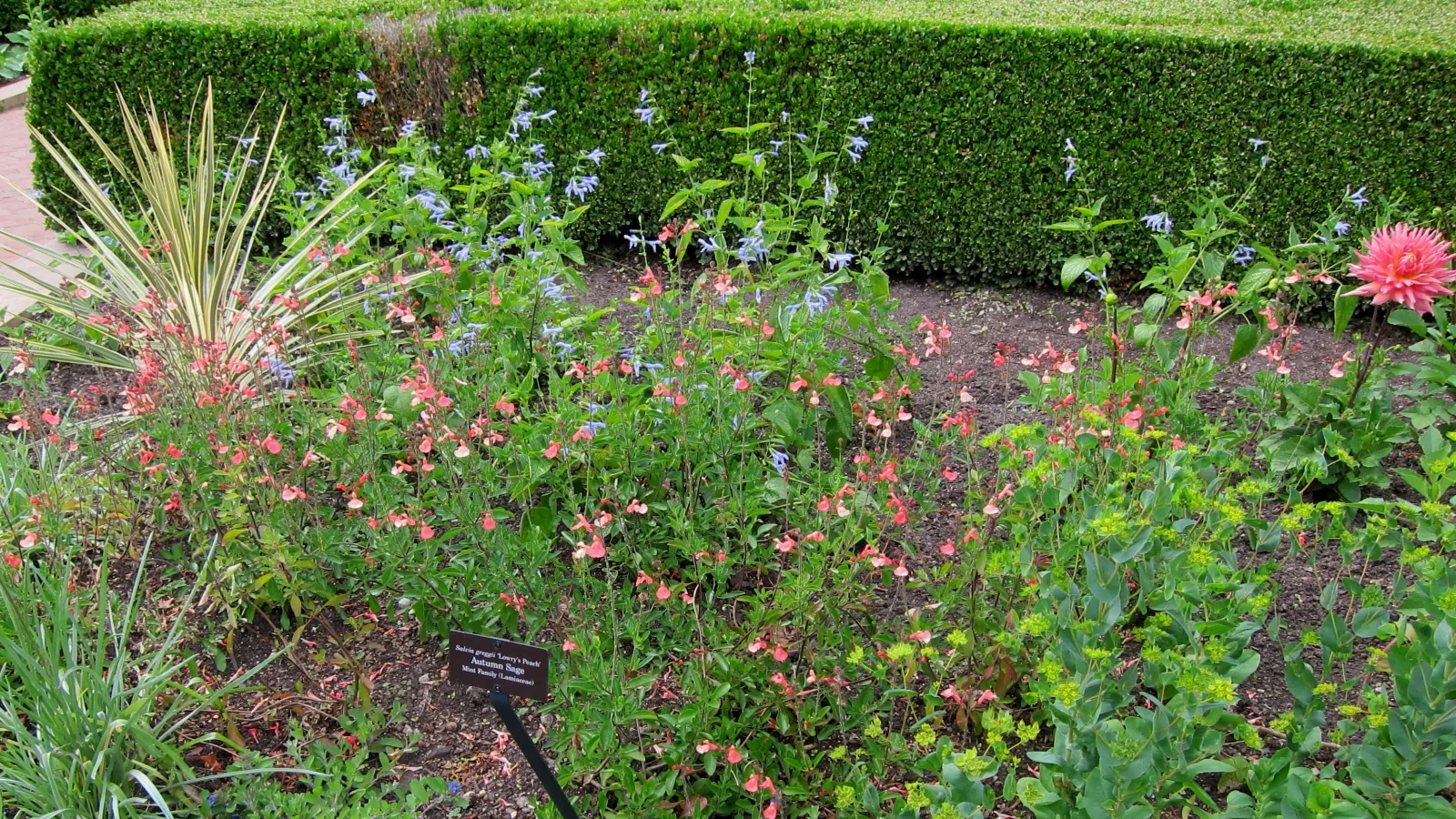 Autumn Sage (Salvia Greggii) — scientifically known as Salvia greggii; yet highly rewarding plant for any garden enthusiast