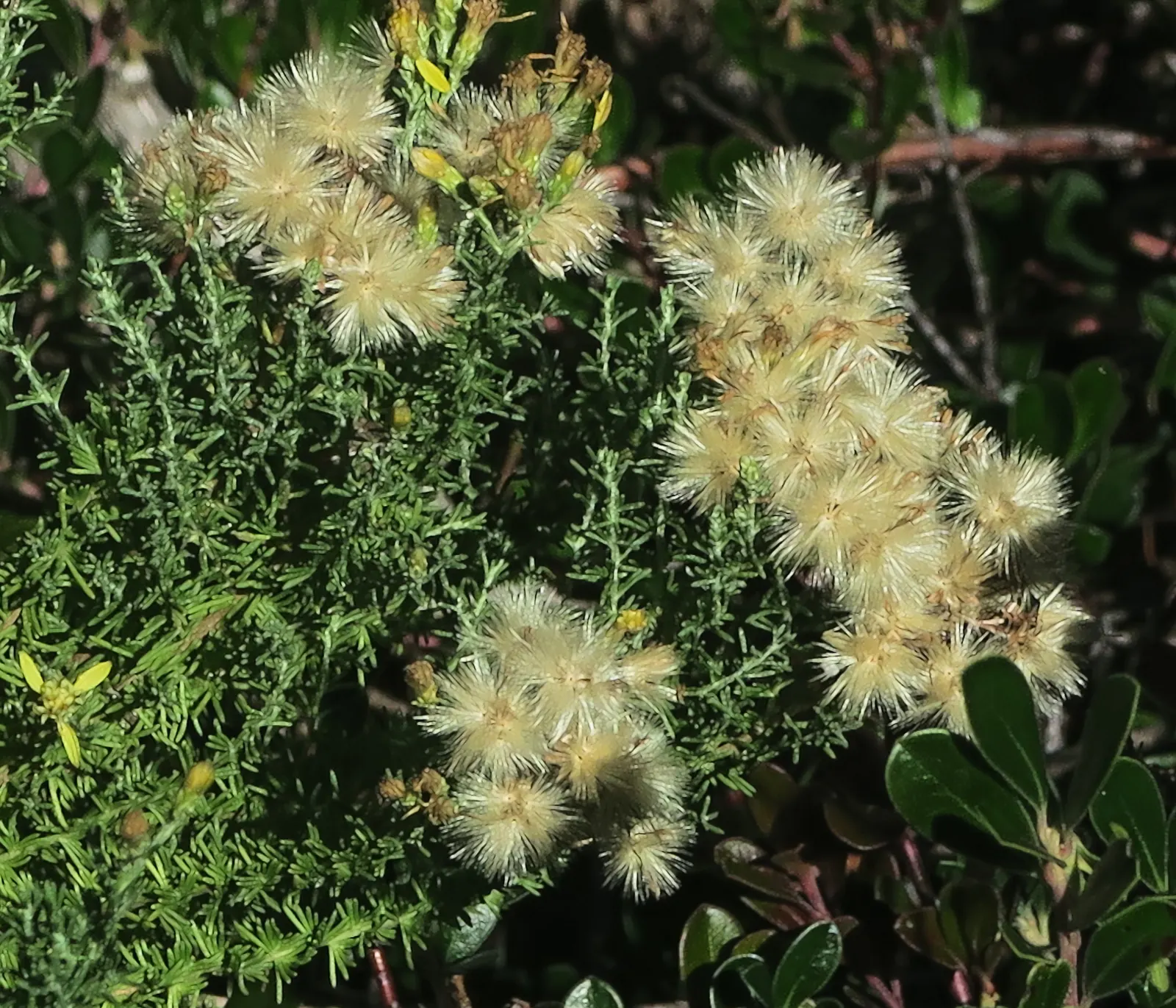 Autumn Sage (Salvia Greggii) — Autumn Sage requires little fertilization