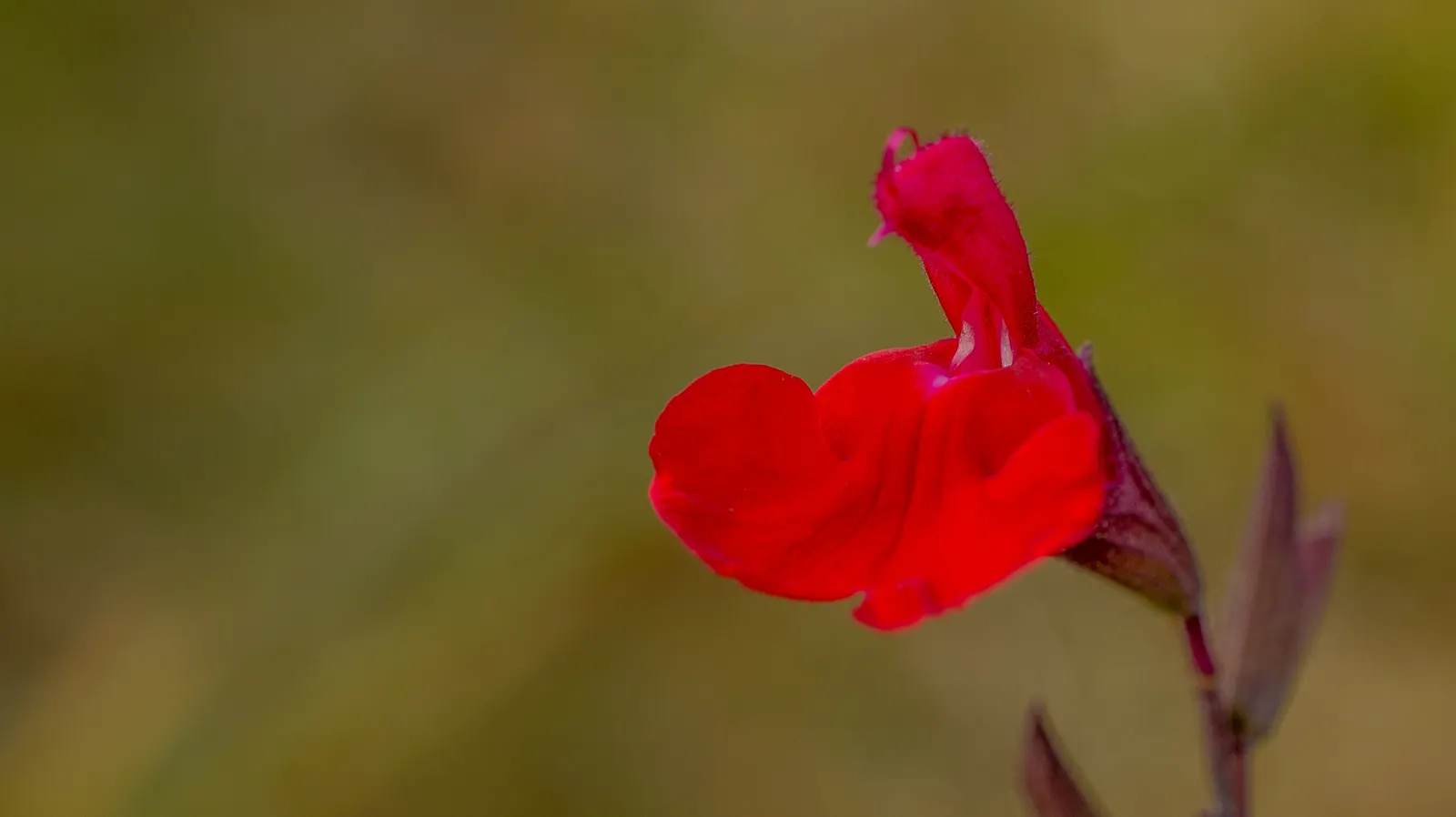 Autumn Sage (Salvia Greggii) — yet highly rewarding plant for any garden enthusiast
