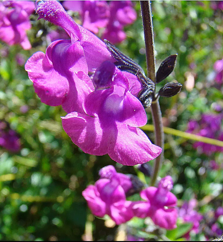 Autumn Sage (Salvia Greggii) — Salvia greggii displays a profusion of tubular flowers