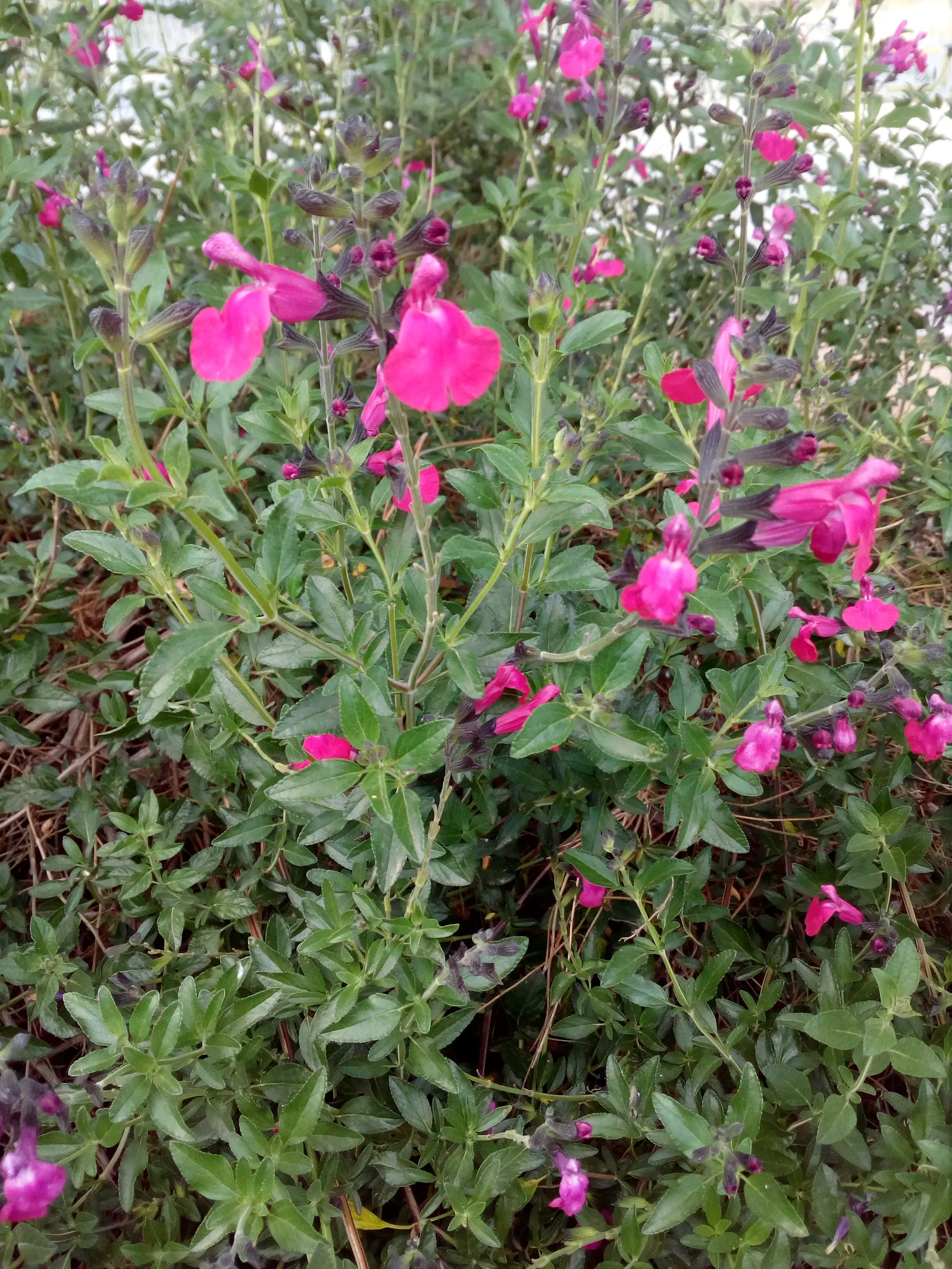 Autumn Sage (Salvia Greggii) — boasting tubular flowers in red