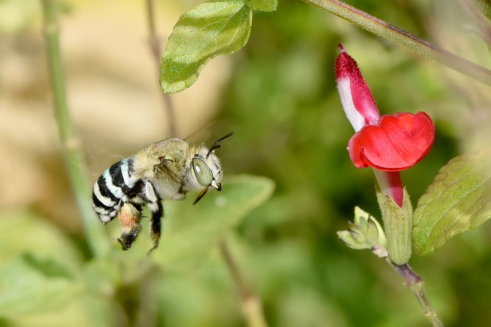 Autumn Sage (Salvia Greggii) — Autumn Sage (Salvia greggii) is a vibrant perennial shrub thriving in zones 7-9; or white hues from spring to frost