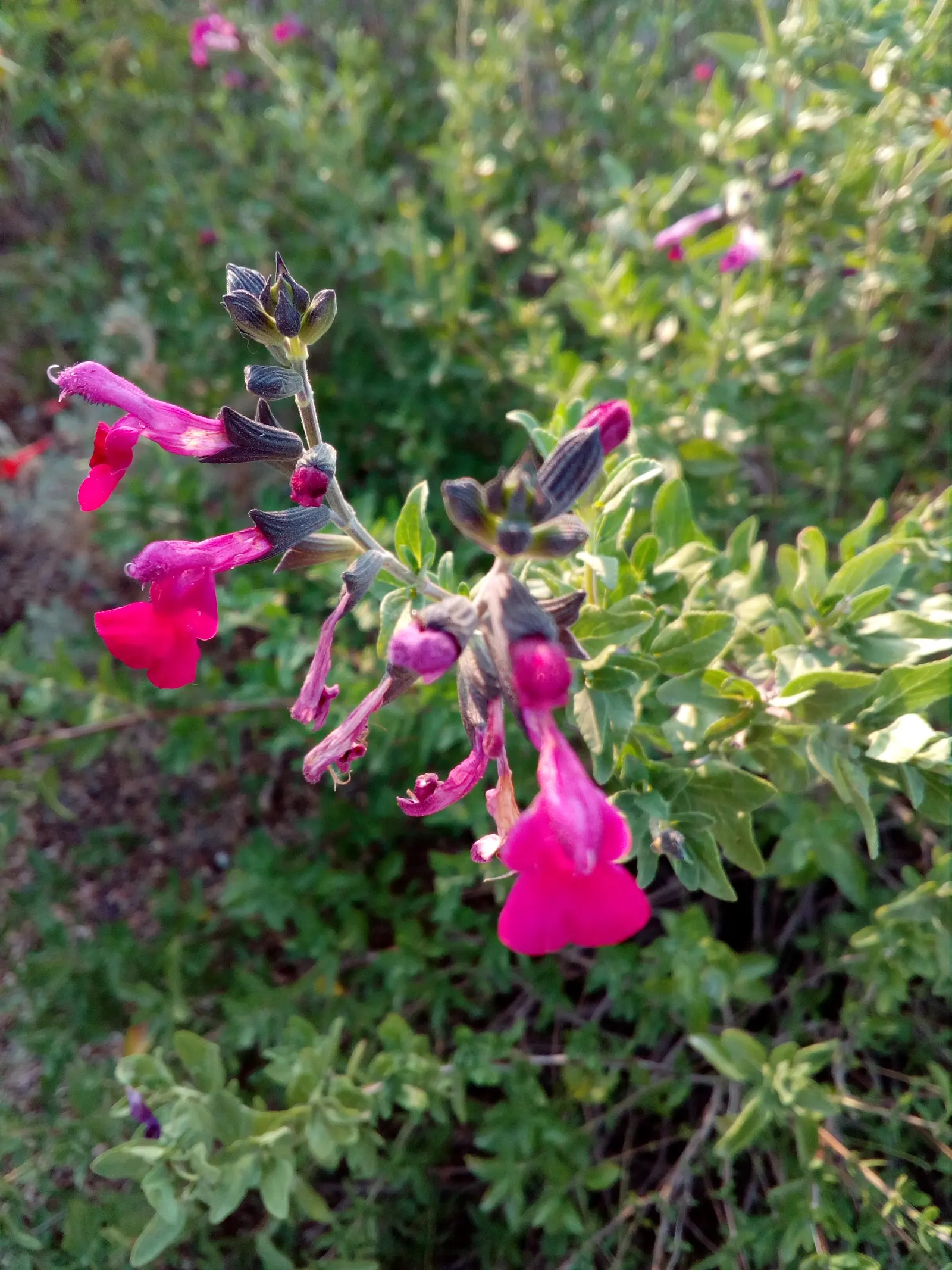 Autumn Sage (Salvia Greggii) — In terms of watering, the rule of thumb after establishment is minimal; about once a week in dry conditions