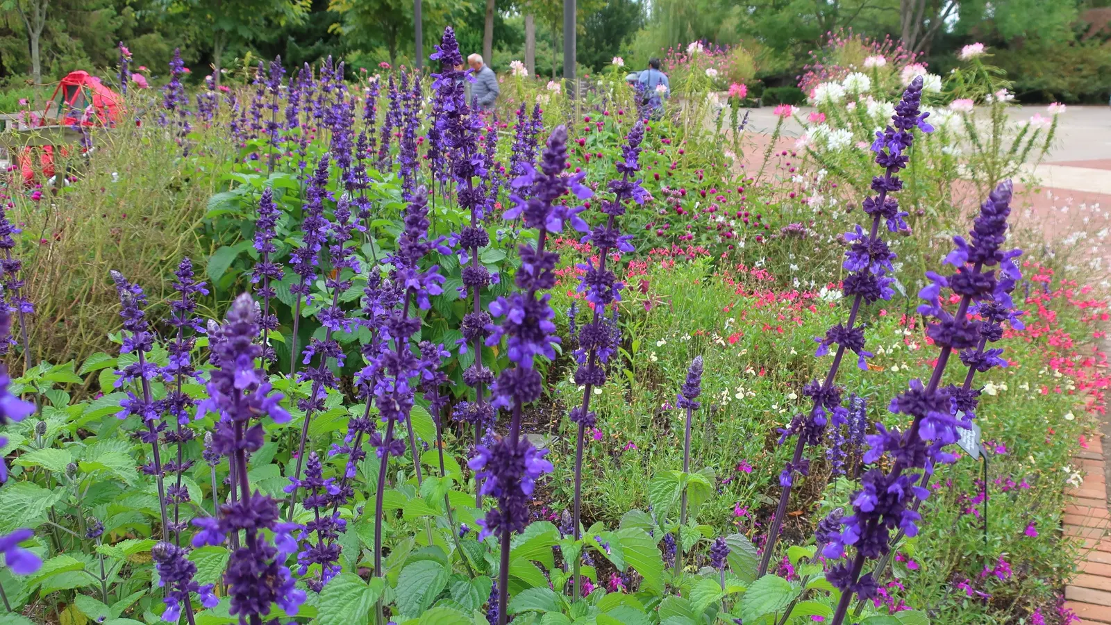 Autumn Sage (Salvia Greggii) — low-maintenance plant prefers full sun and well-drained soil; or white hues from spring to frost