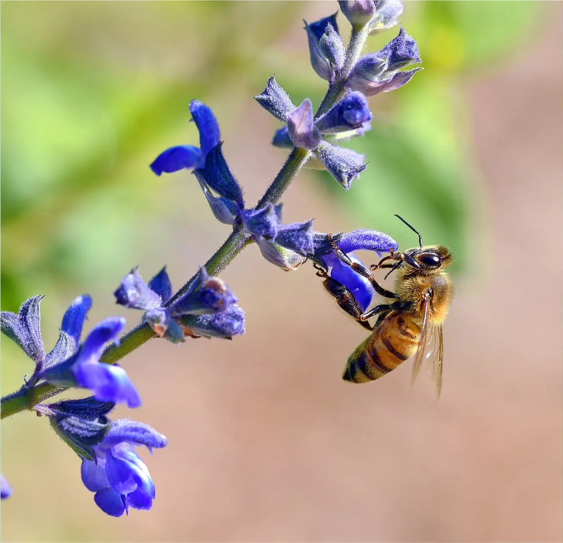 Autumn Sage (Salvia Greggii) — thus promoting pollination.<br><br>For optimal growth; autumn Sage usually grows to a modest size of about 2 to 3 feet in both