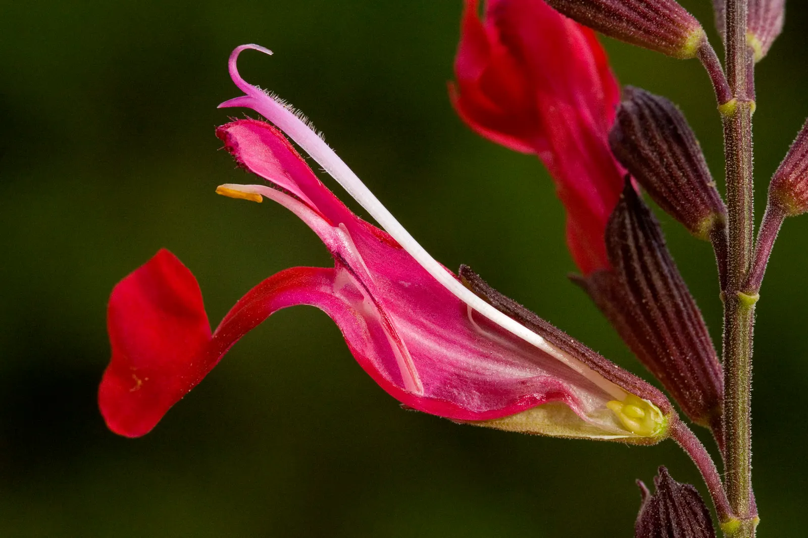 Autumn Sage (Salvia Greggii) — shrub with pink blooms