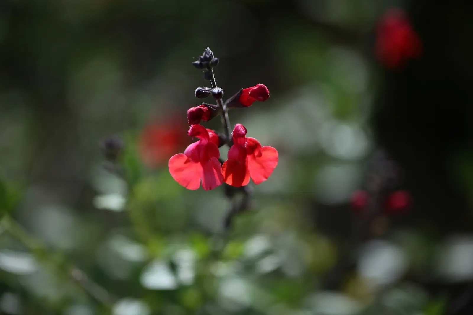 Autumn Sage (Salvia Greggii) — Salvia greggii displays a profusion of tubular flowers; thus promoting pollination.<br><br>For optimal growth