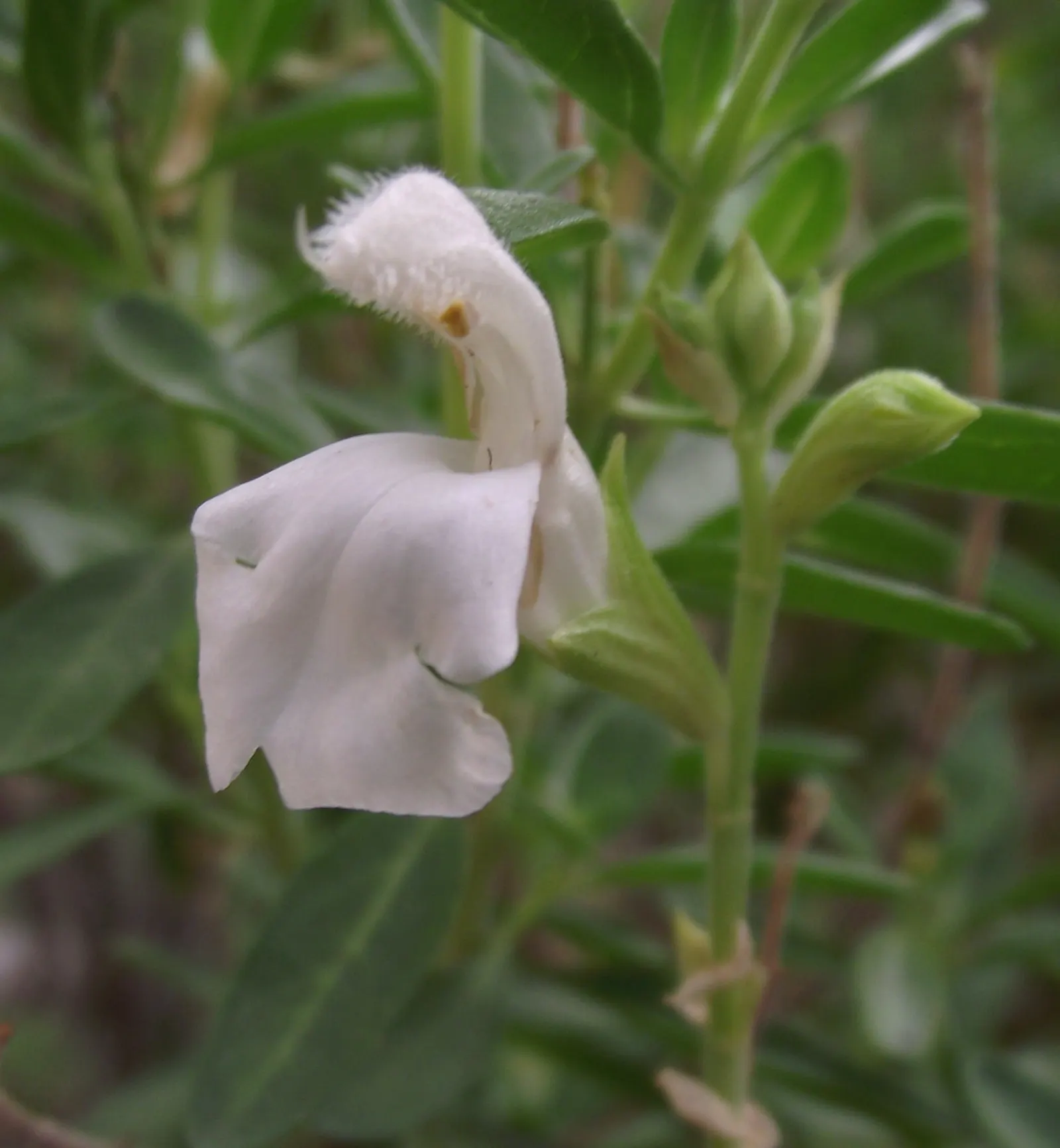 Autumn Sage (Salvia Greggii) — boasting tubular flowers in red; thus promoting pollination.<br><br>For optimal growth