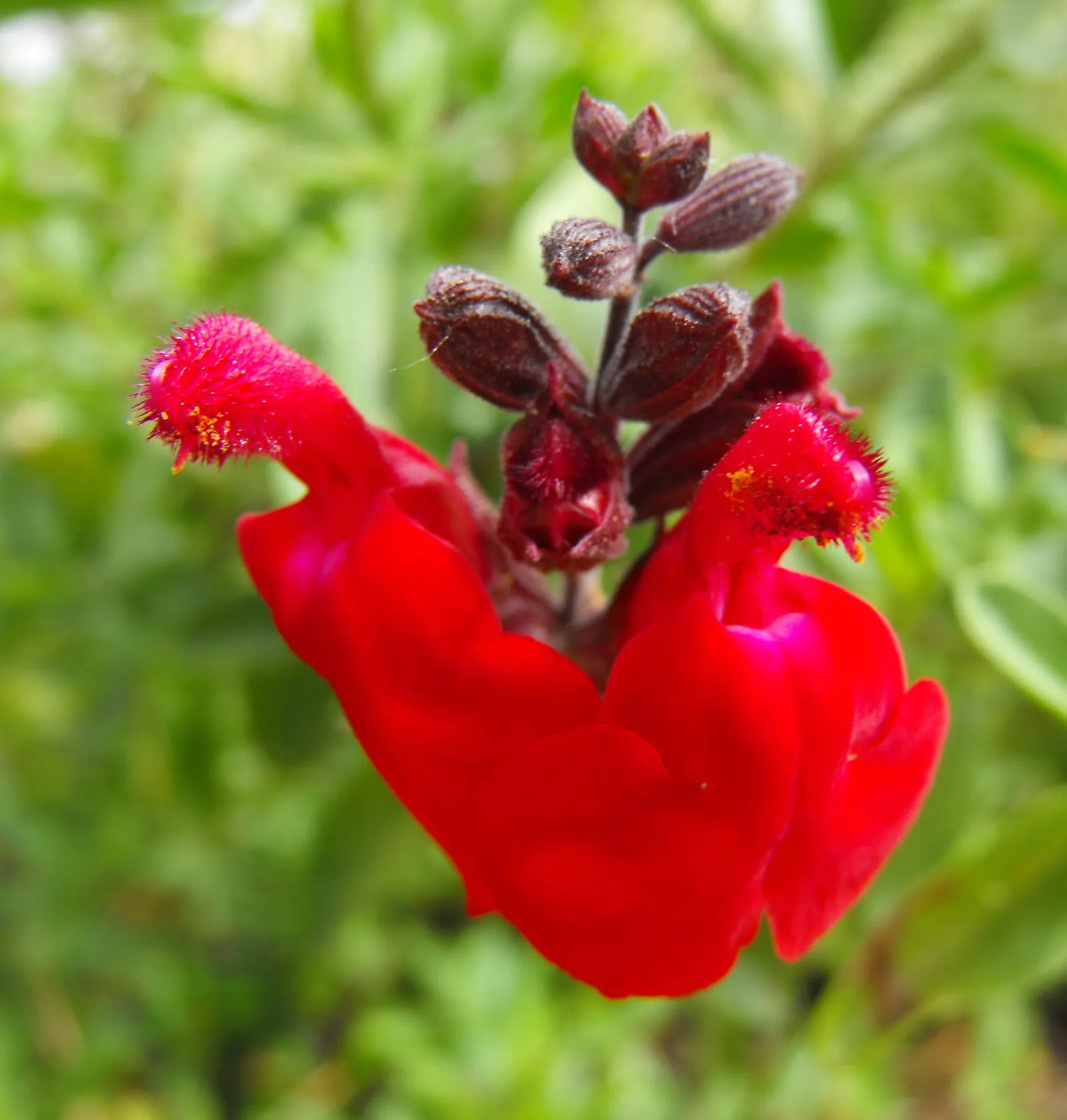 Autumn Sage (Salvia Greggii) — or white hues from spring to frost; yet highly rewarding plant for any garden enthusiast