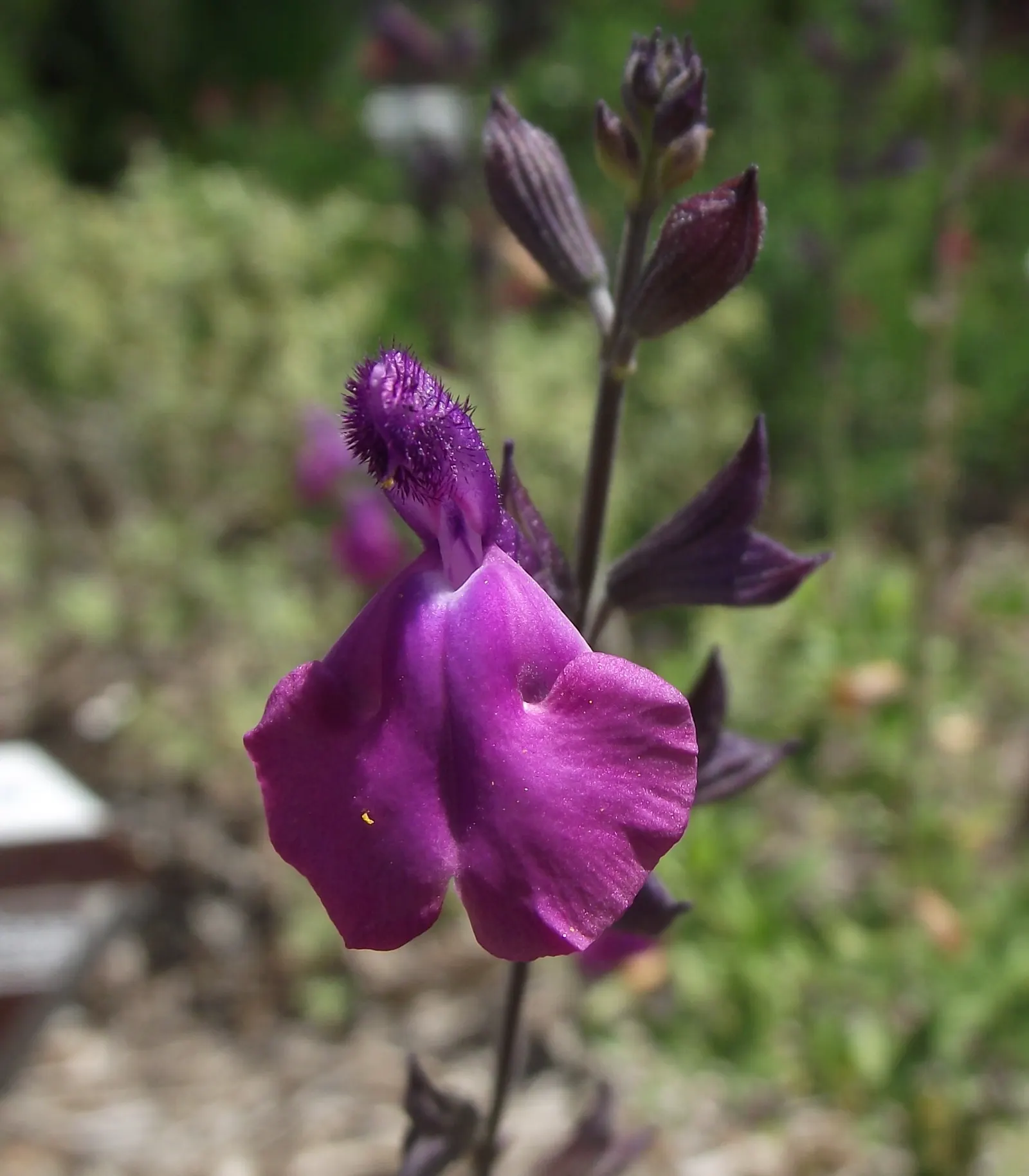 Autumn Sage (Salvia Greggii) — Autumn Sage usually grows to a modest size of about 2 to 3 feet in both height and spread; thus promoting