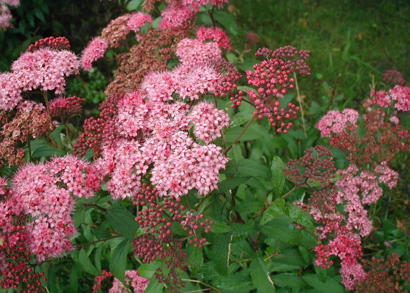 Anthony Waterer Pink Spirea (Spiraea Japonica 'Anthony Waterer') — vibrant pink flowers in summer