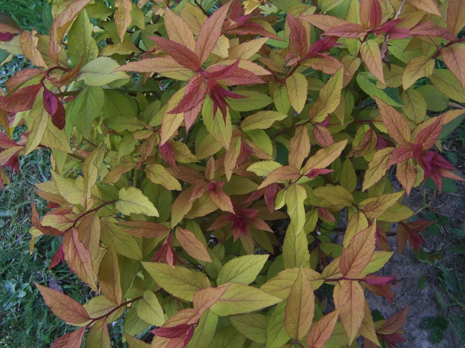 Anthony Waterer Pink Spirea (Spiraea Japonica 'Anthony Waterer') — It showcases eye-catching clusters of tiny