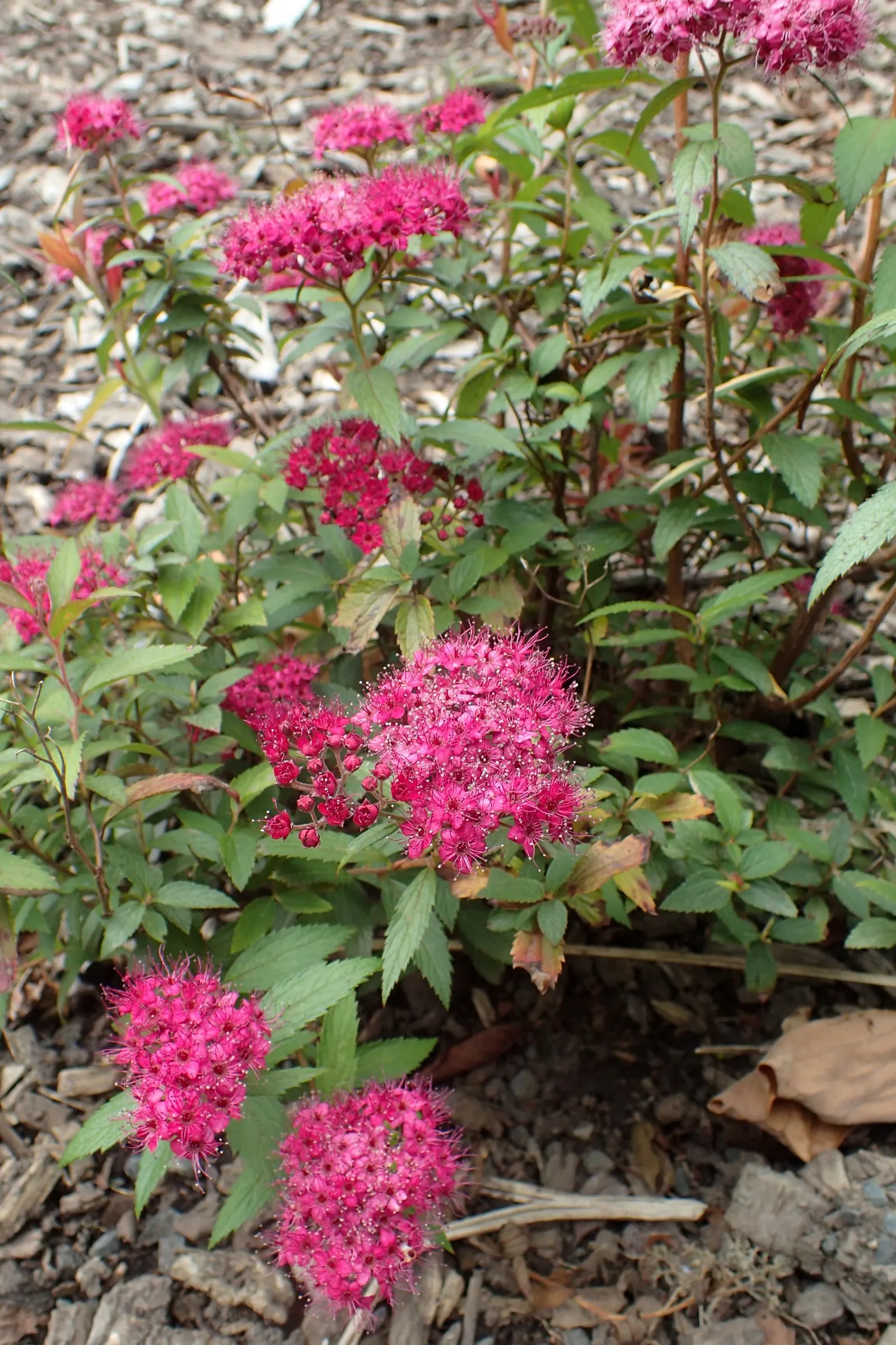 Anthony Waterer Pink Spirea (Spiraea Japonica 'Anthony Waterer') — The 'Anthony Waterer' Spirea (Spiraea japonica 'Anthony Waterer') is a compact