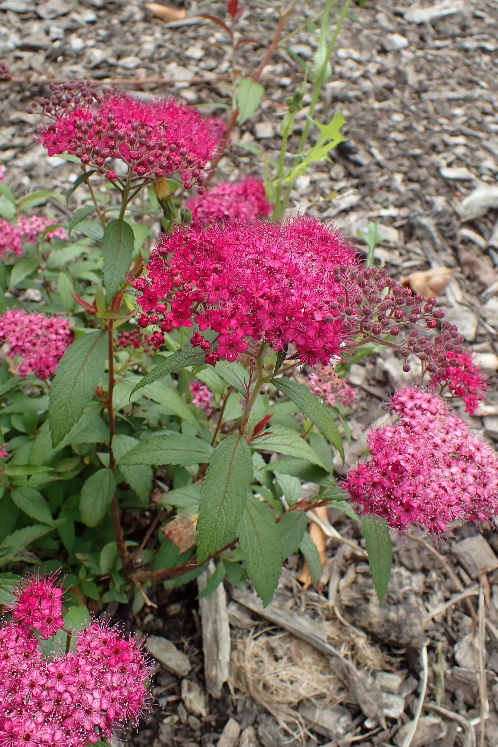 Anthony Waterer Pink Spirea (Spiraea Japonica 'Anthony Waterer') — deciduous shrub reaching up to 3 feet tall and wide