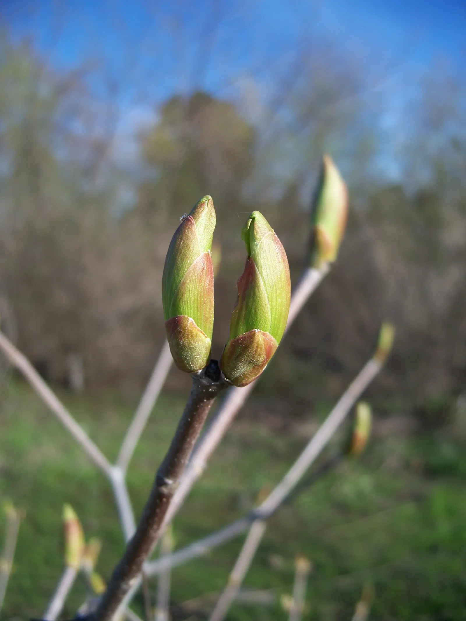 California Buckeye (Aesculus Californica) — presents as a captivating addition to any landscape; shrub / tree with pink and white blooms, image 89