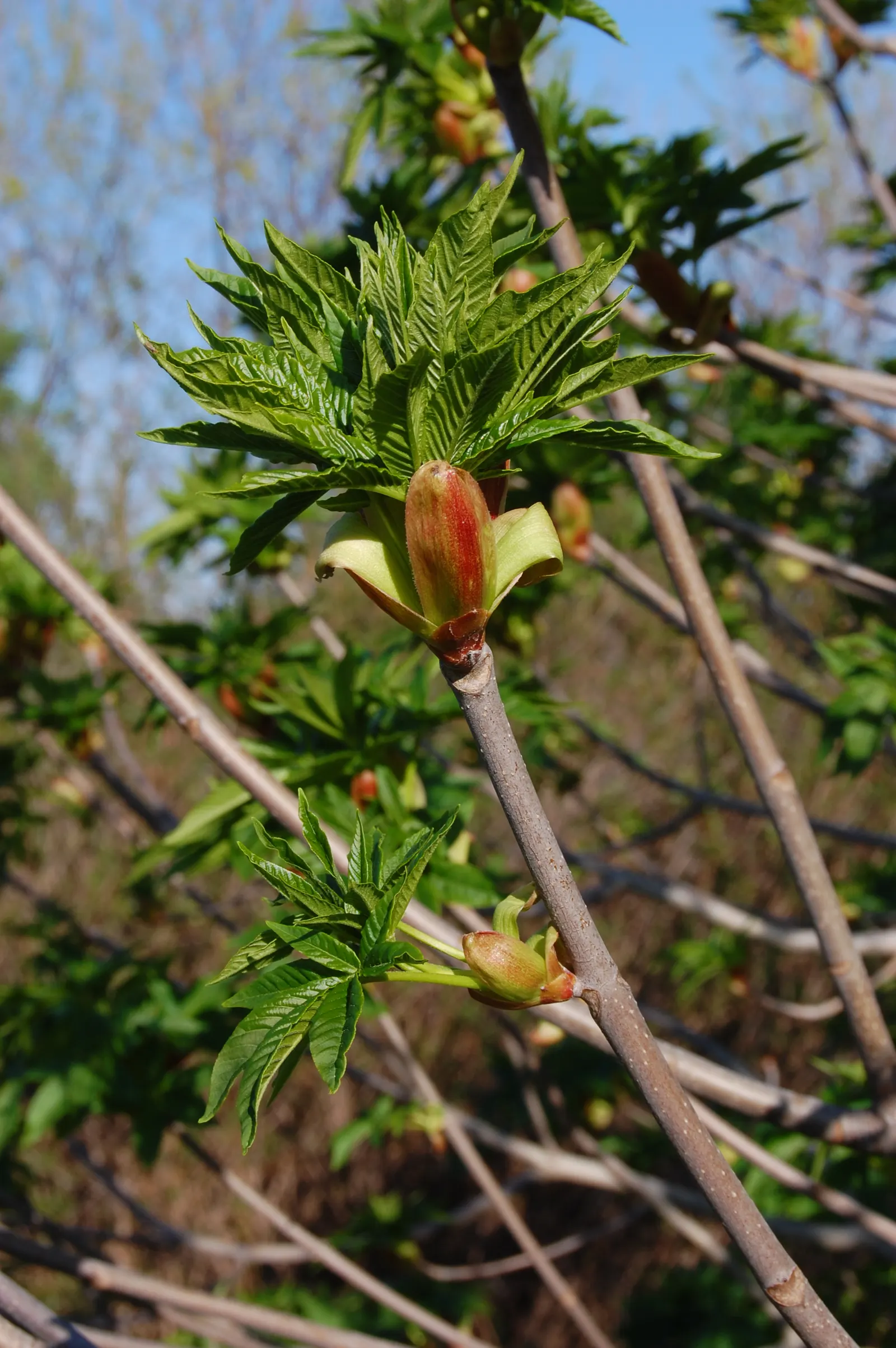 California Buckeye (Aesculus Californica) — scientifically named Aesculus californica