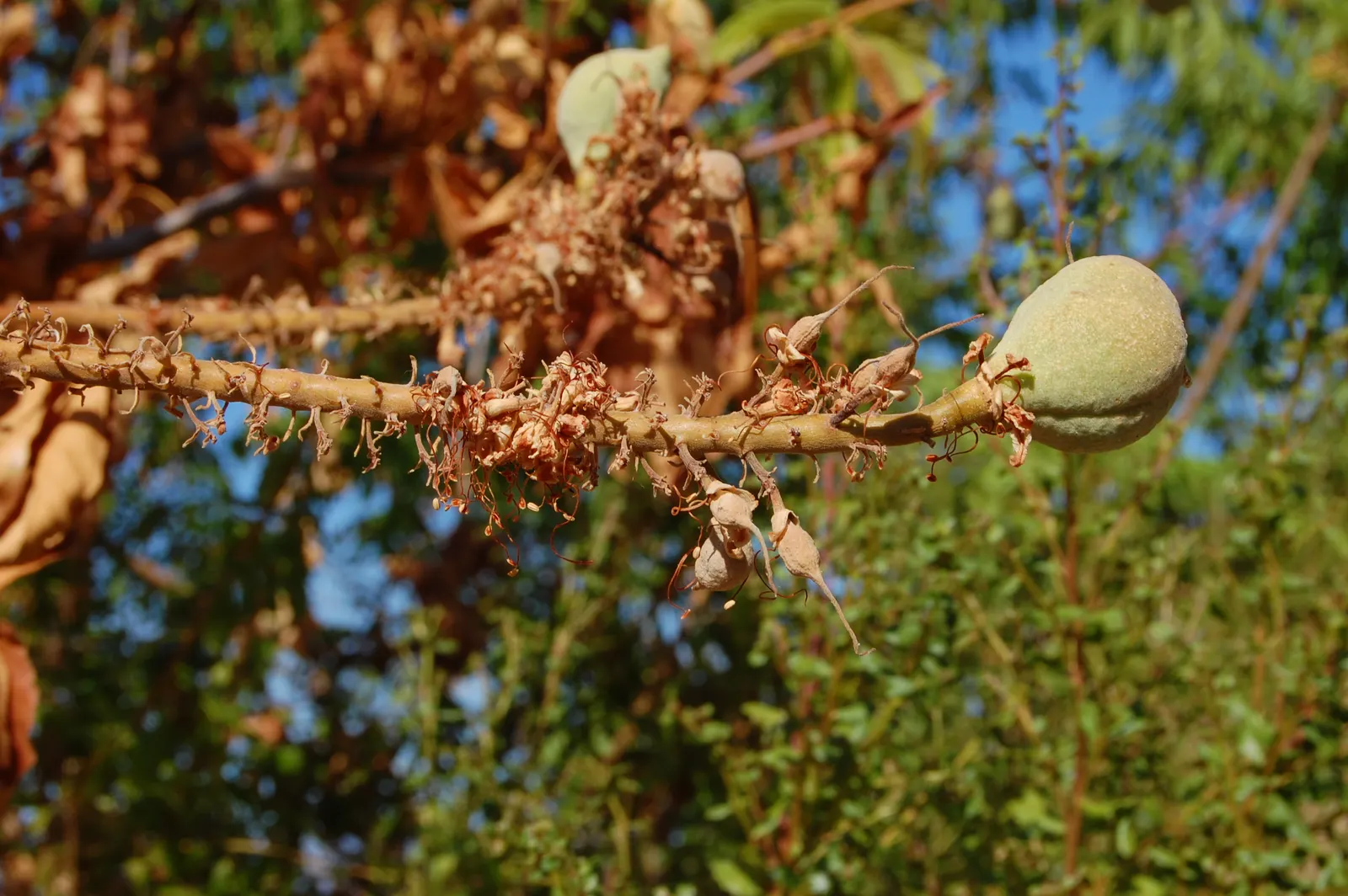 California Buckeye (Aesculus Californica) — palmate leaves and erect panicles of fragrant; making it an excellent choice for water-wise gardens, image 84