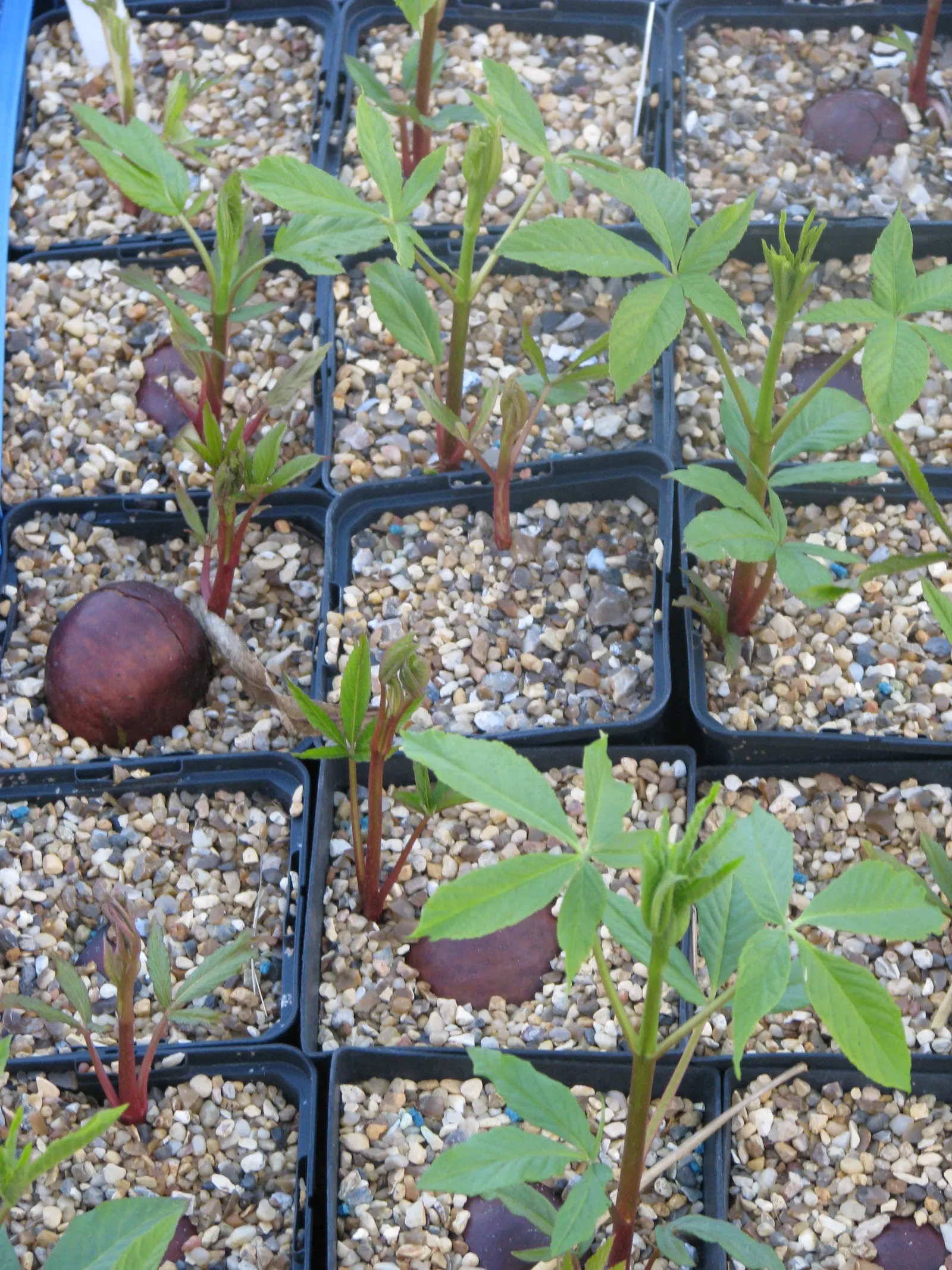 California Buckeye (Aesculus Californica) — is a versatile deciduous shrub or small tree