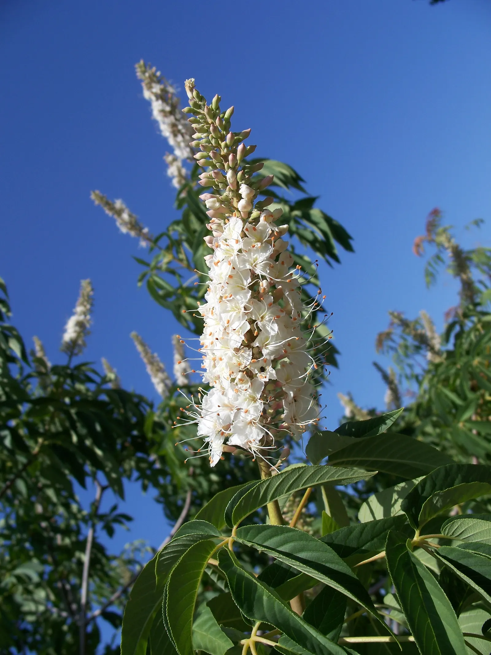 California Buckeye (Aesculus Californica) — is a versatile deciduous shrub or small tree; this drought-tolerant native flourishes in full sun to, image 82