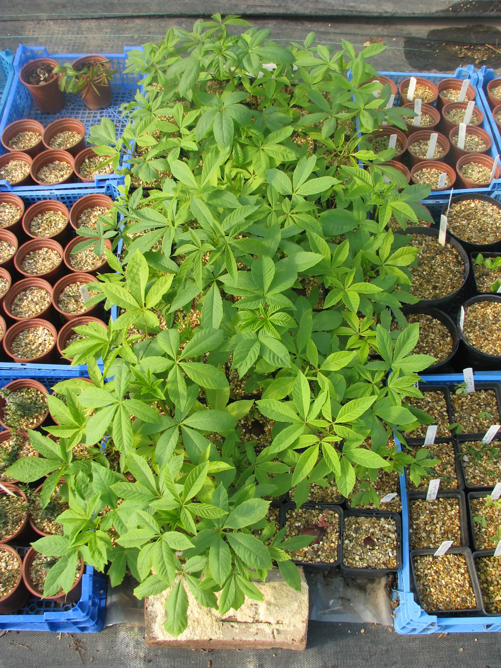 California Buckeye (Aesculus Californica) — In optimal conditions, it prefers well-drained soils and can tolerate full sun to partial shade; when, image 73