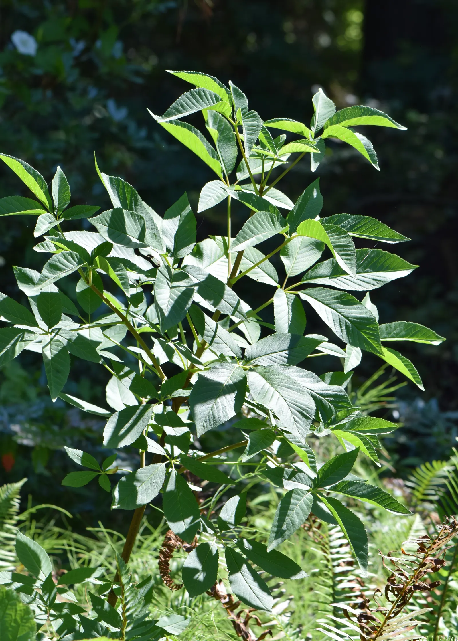 California Buckeye (Aesculus Californica) — This deciduous shrub or small tree is native to the California foothills and coastal regions; caution, image 90