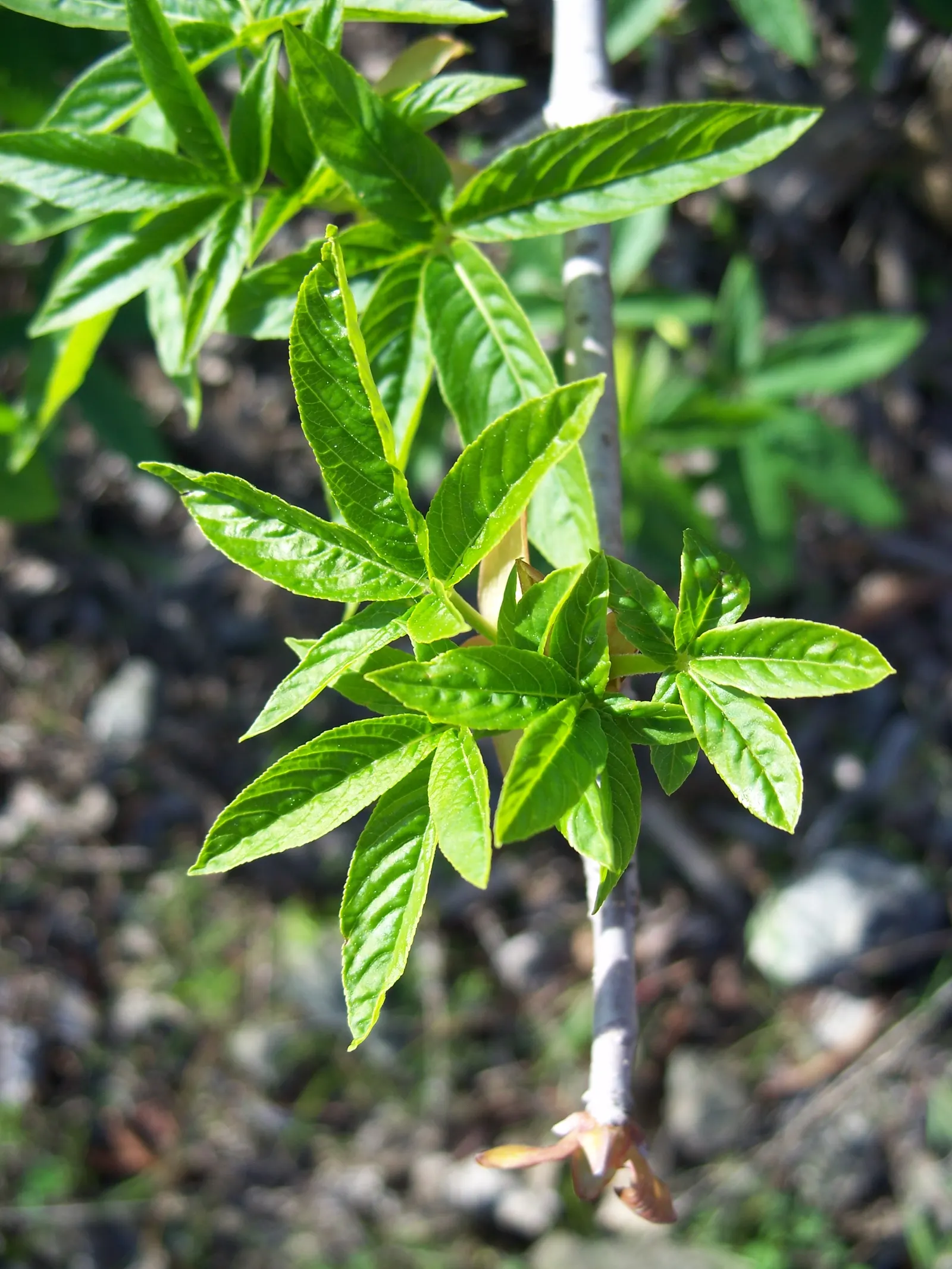 California Buckeye (Aesculus Californica) — glossy seeds resembling the eyes of a deer; but this characteristic is a natural response to its, image 96