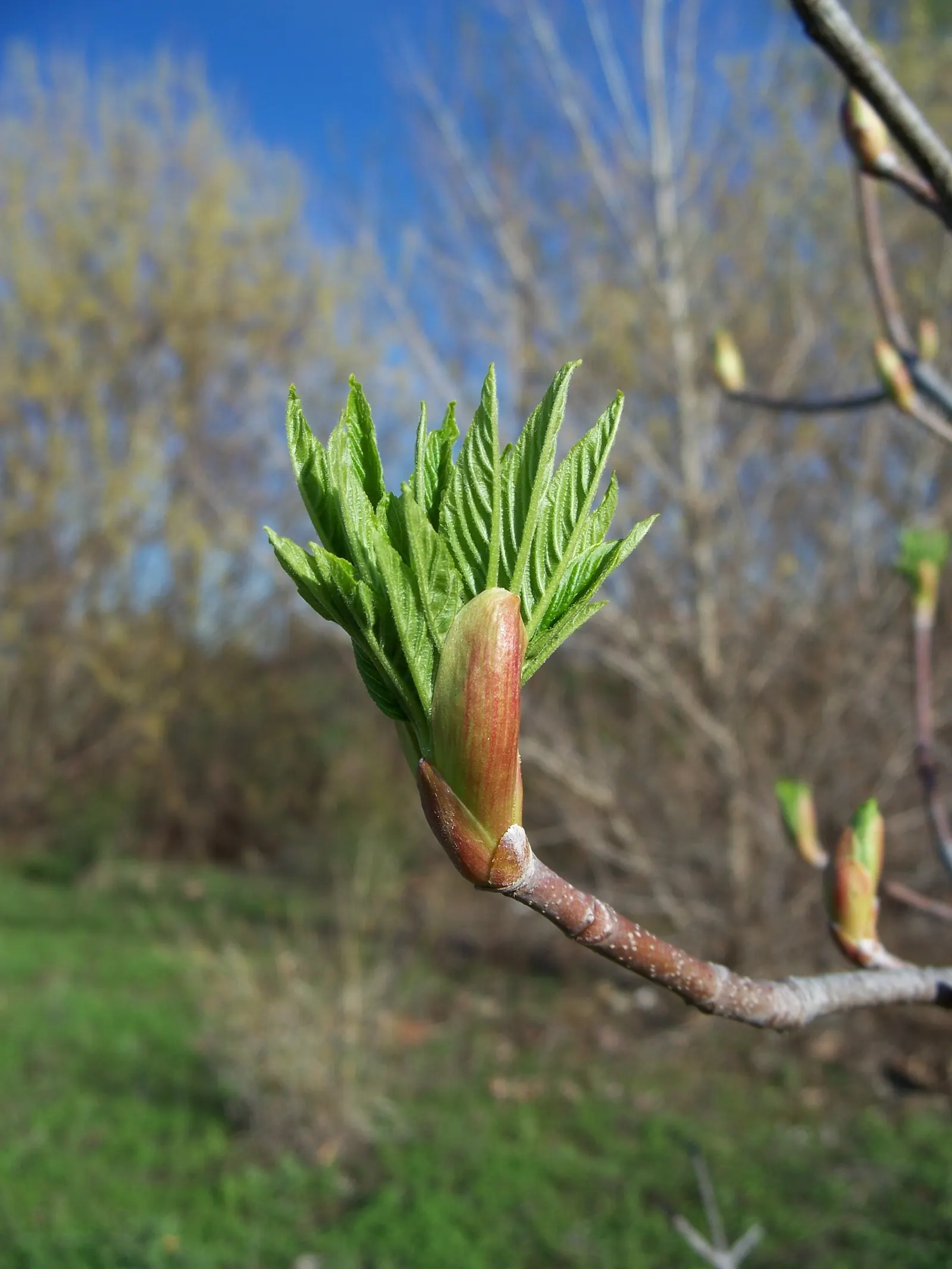 California Buckeye (Aesculus Californica) — Caution: seeds and foliage are toxic if ingested; each leaflet, with 5 to 7 lobes, unfurls to an, image 87