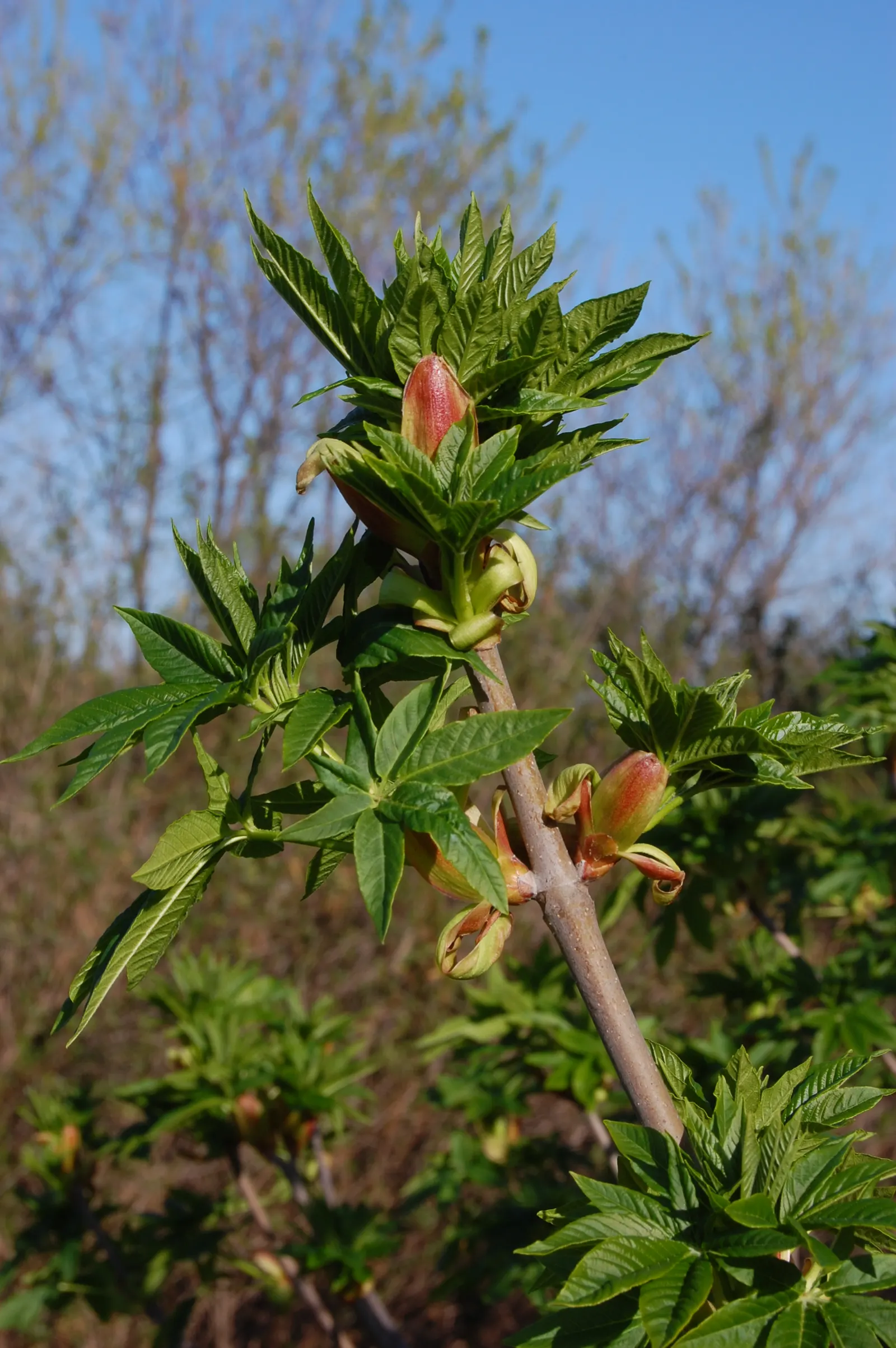 California Buckeye (Aesculus Californica) — presents as a captivating addition to any landscape