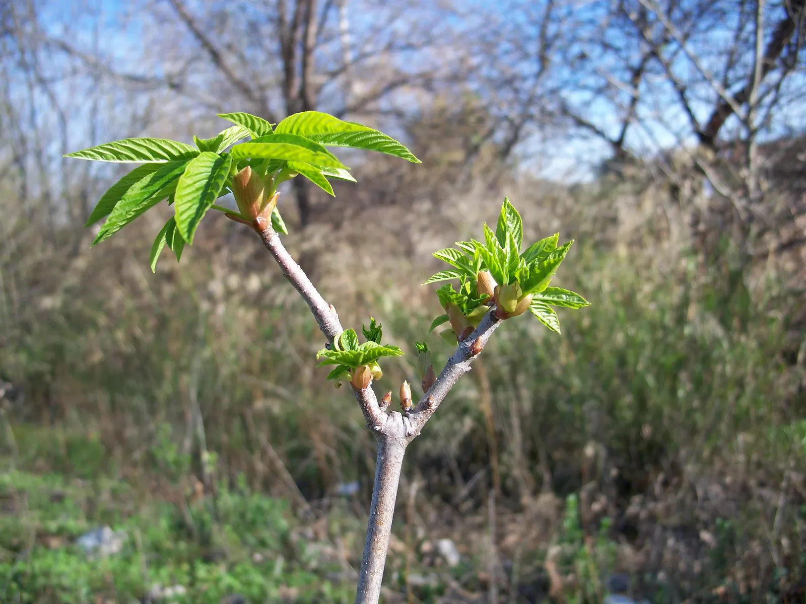 California Buckeye (Aesculus Californica) — rich with a sweet fragrance that attracts a bevy of pollinators.<br><br>Following the bloom, image 95