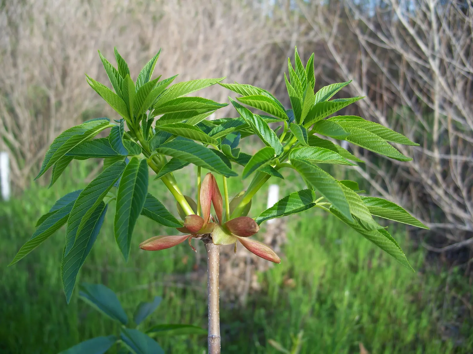 California Buckeye (Aesculus Californica) — This deciduous shrub or small tree is native to the California foothills and coastal regions