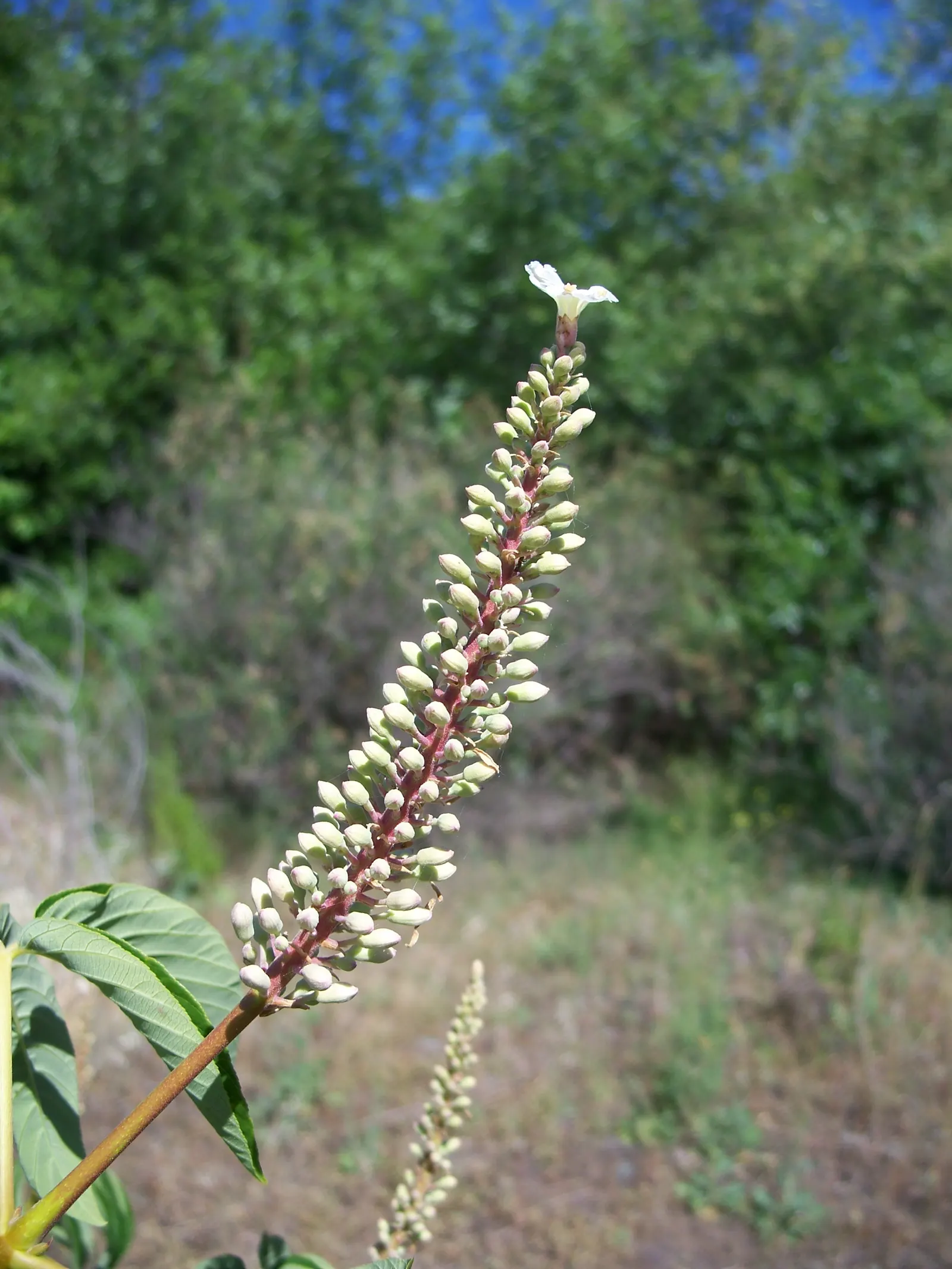 California Buckeye (Aesculus Californica) — rich with a sweet fragrance that attracts a bevy of pollinators.<br><br>Following the bloom, image 68