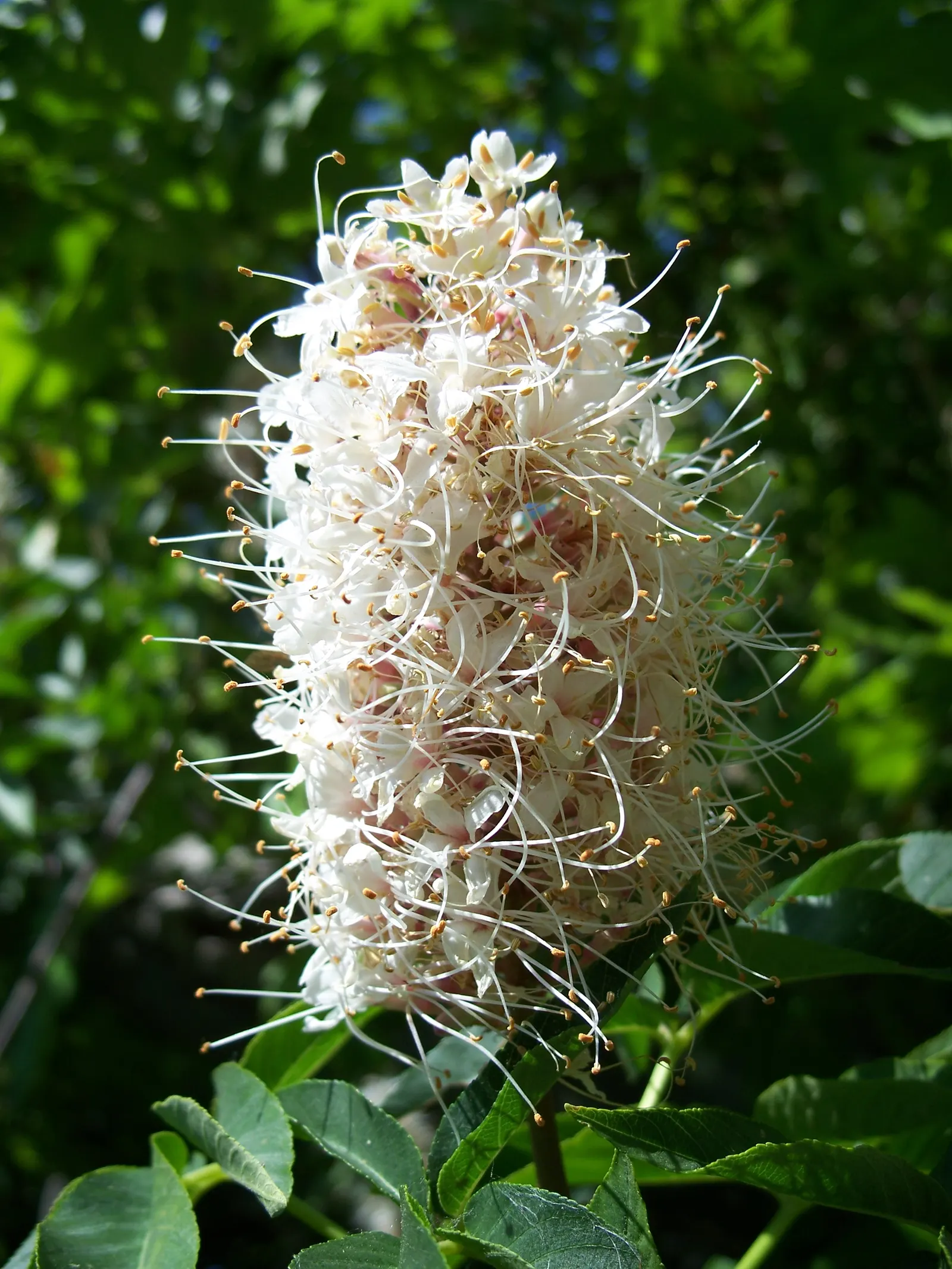 California Buckeye (Aesculus Californica) — are toxic when consumed.<br><br>This species is drought tolerant once established; presents as a, image 71